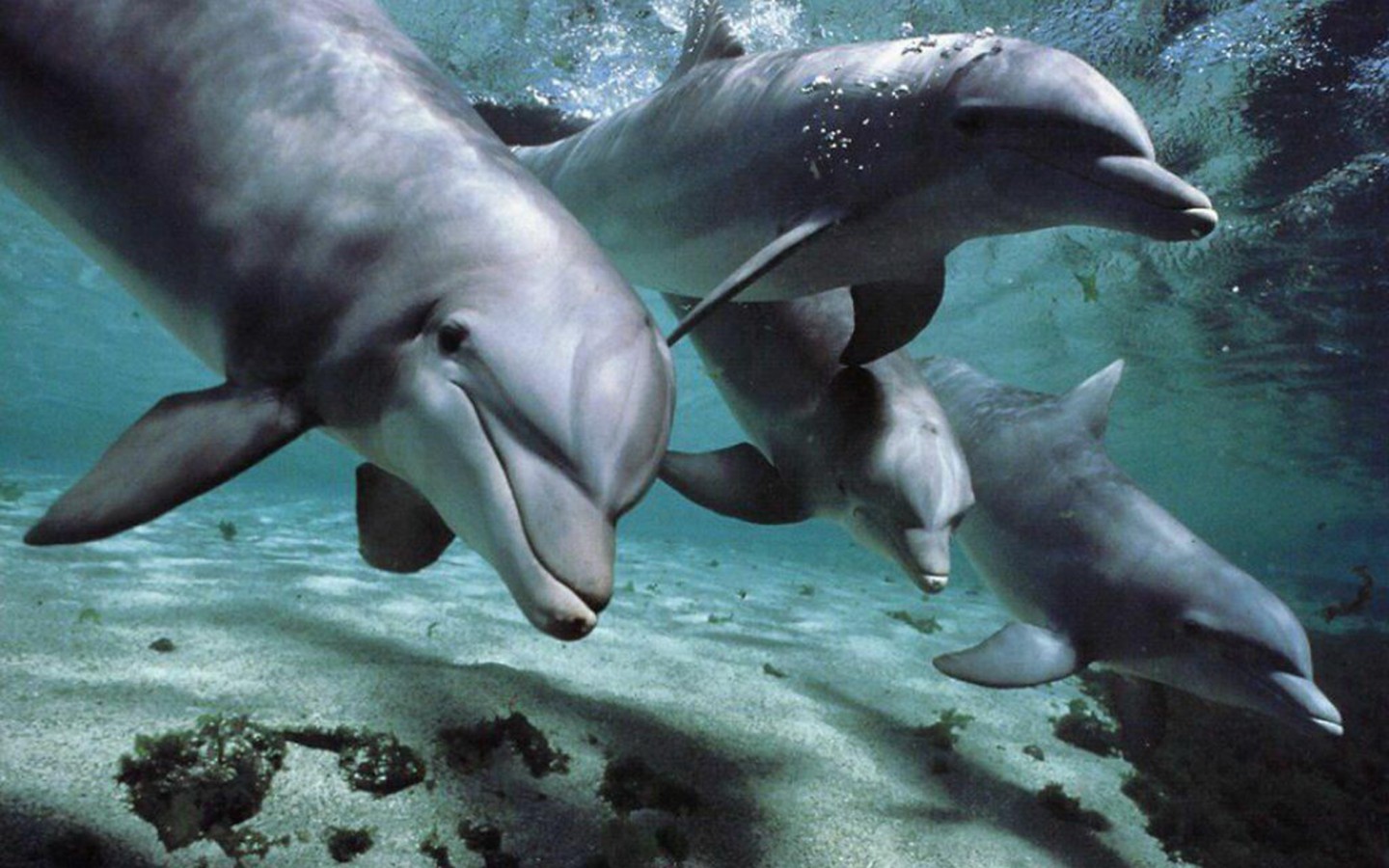 tapety delfiny (60).jpg