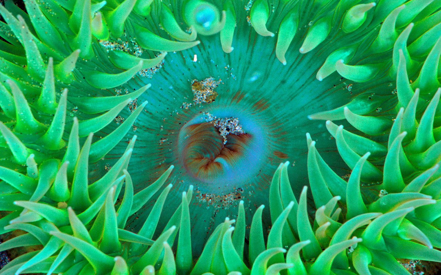 Sea Anemone.jpg