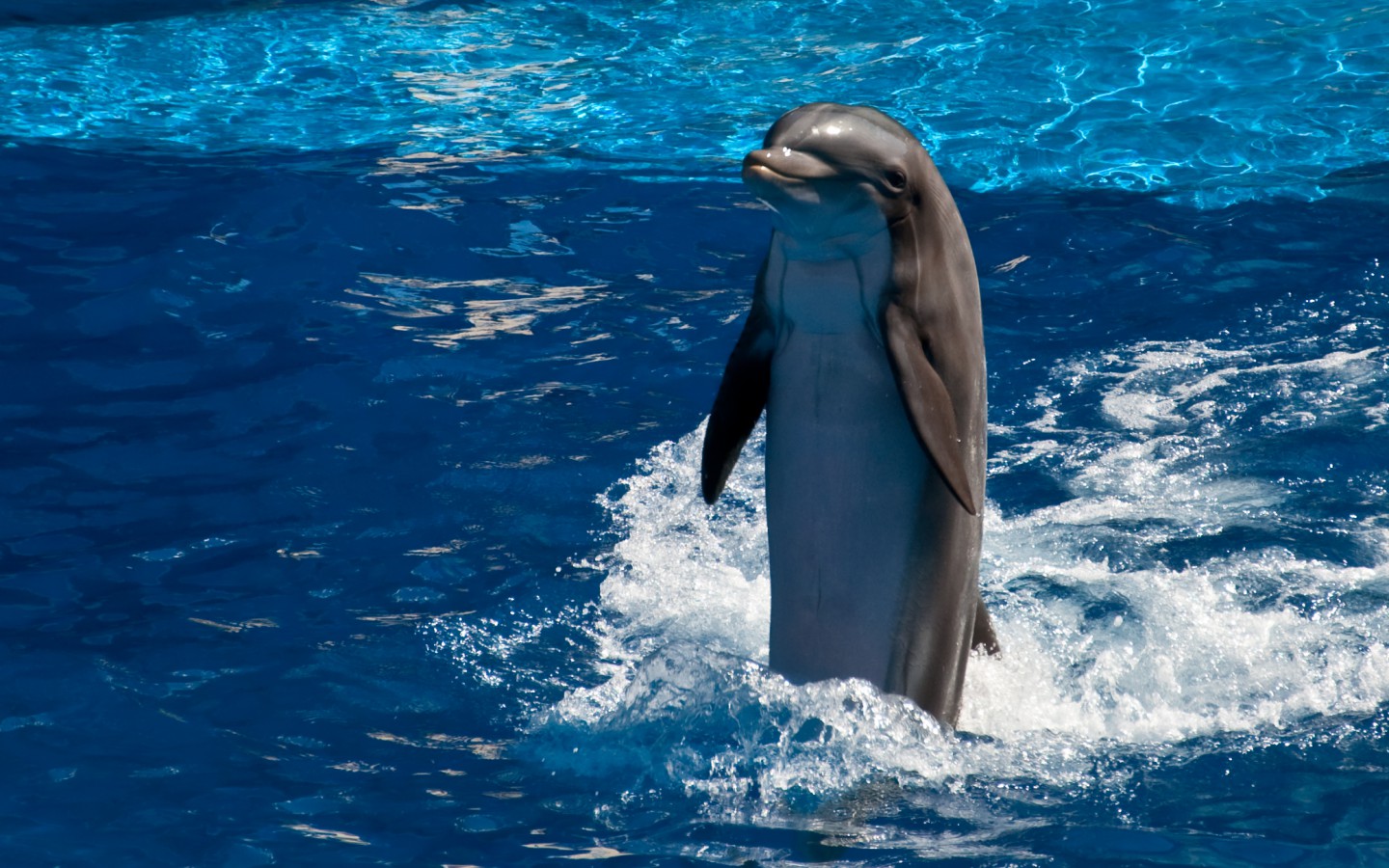 Delfiny tapety 31
