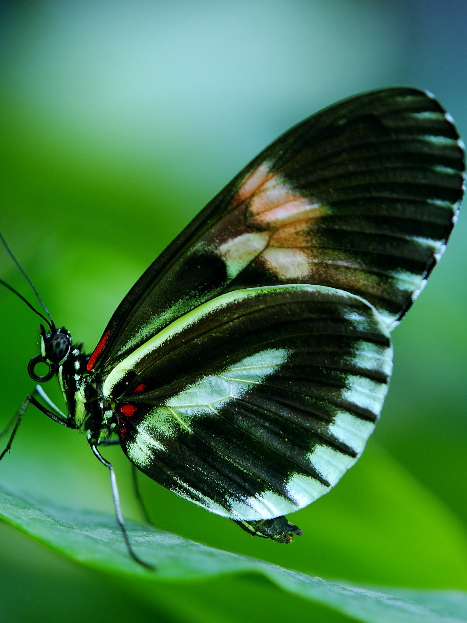 Papilio