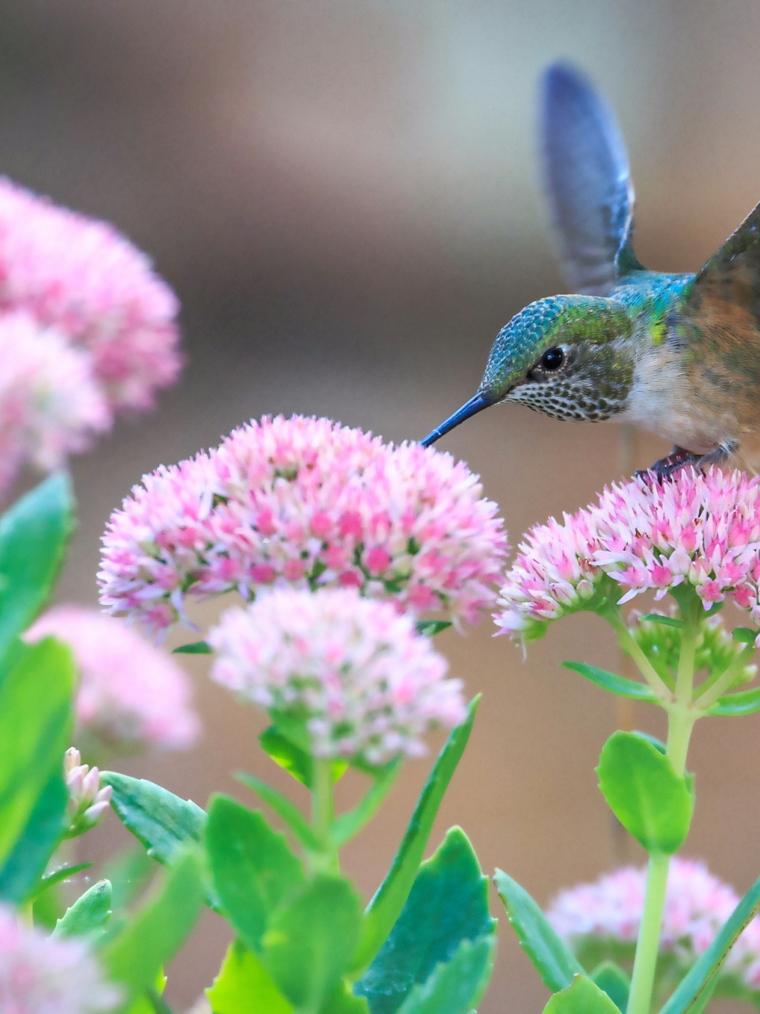 Koliber spija nektar z kwiatka