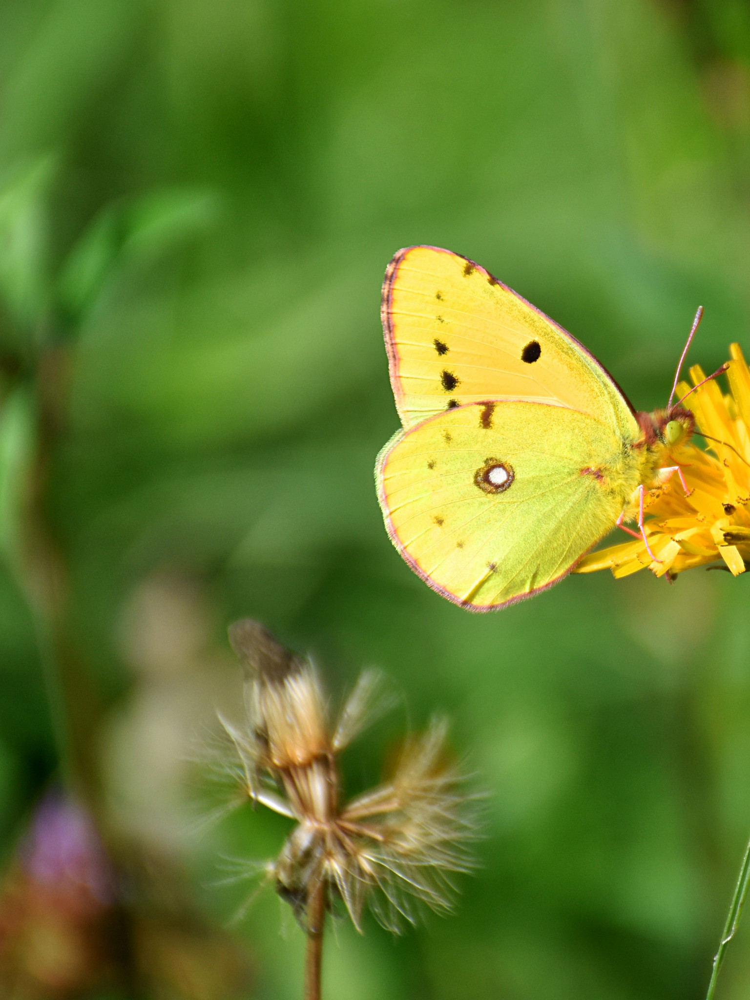 Motyl, Osiem złotych, Colias