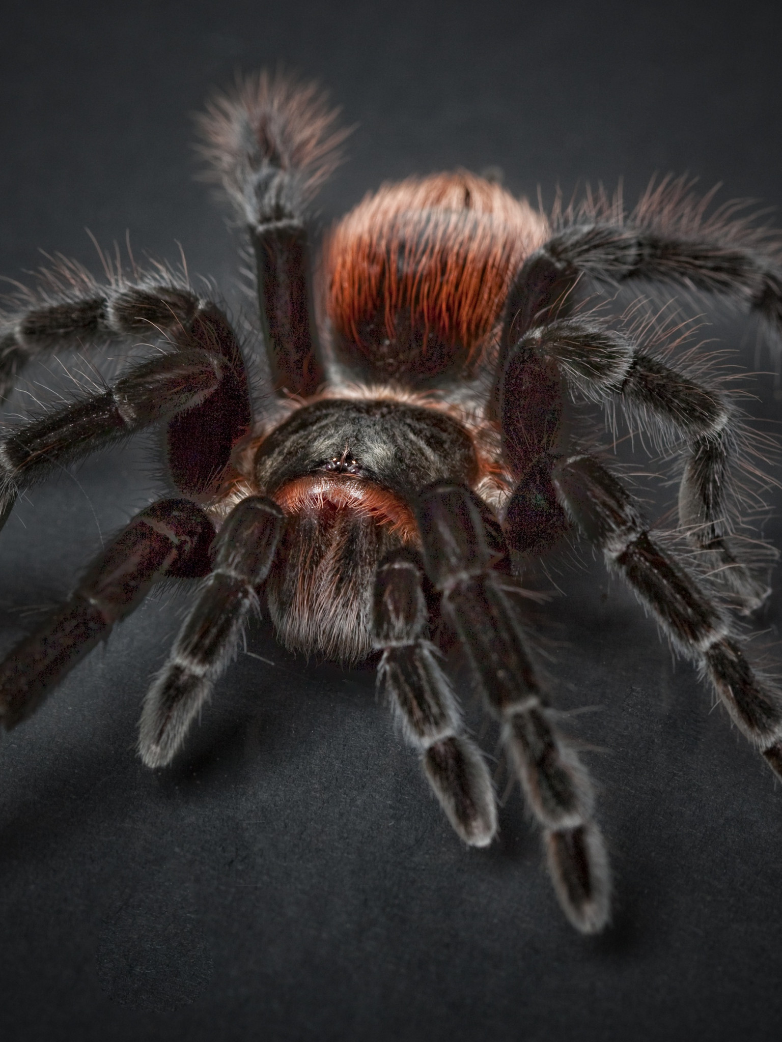 Pająk Tarantula