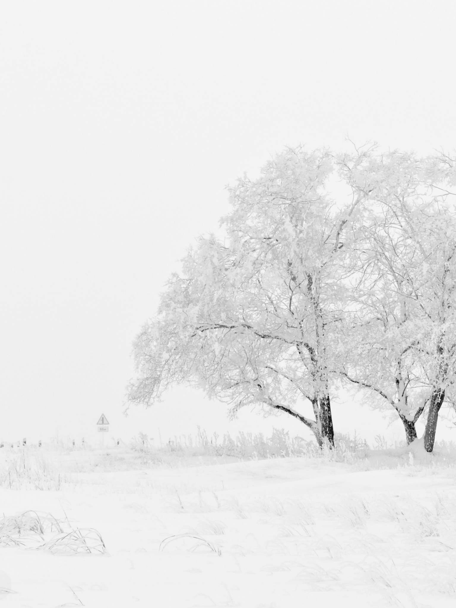 Zima, ośnieżone drzewa i pola