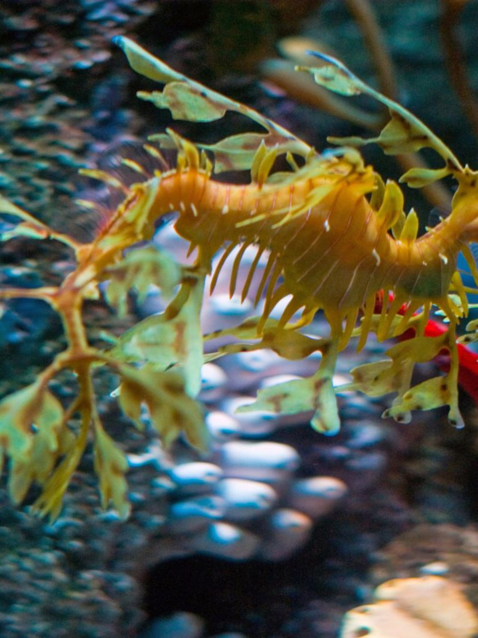 leafy sea dragon