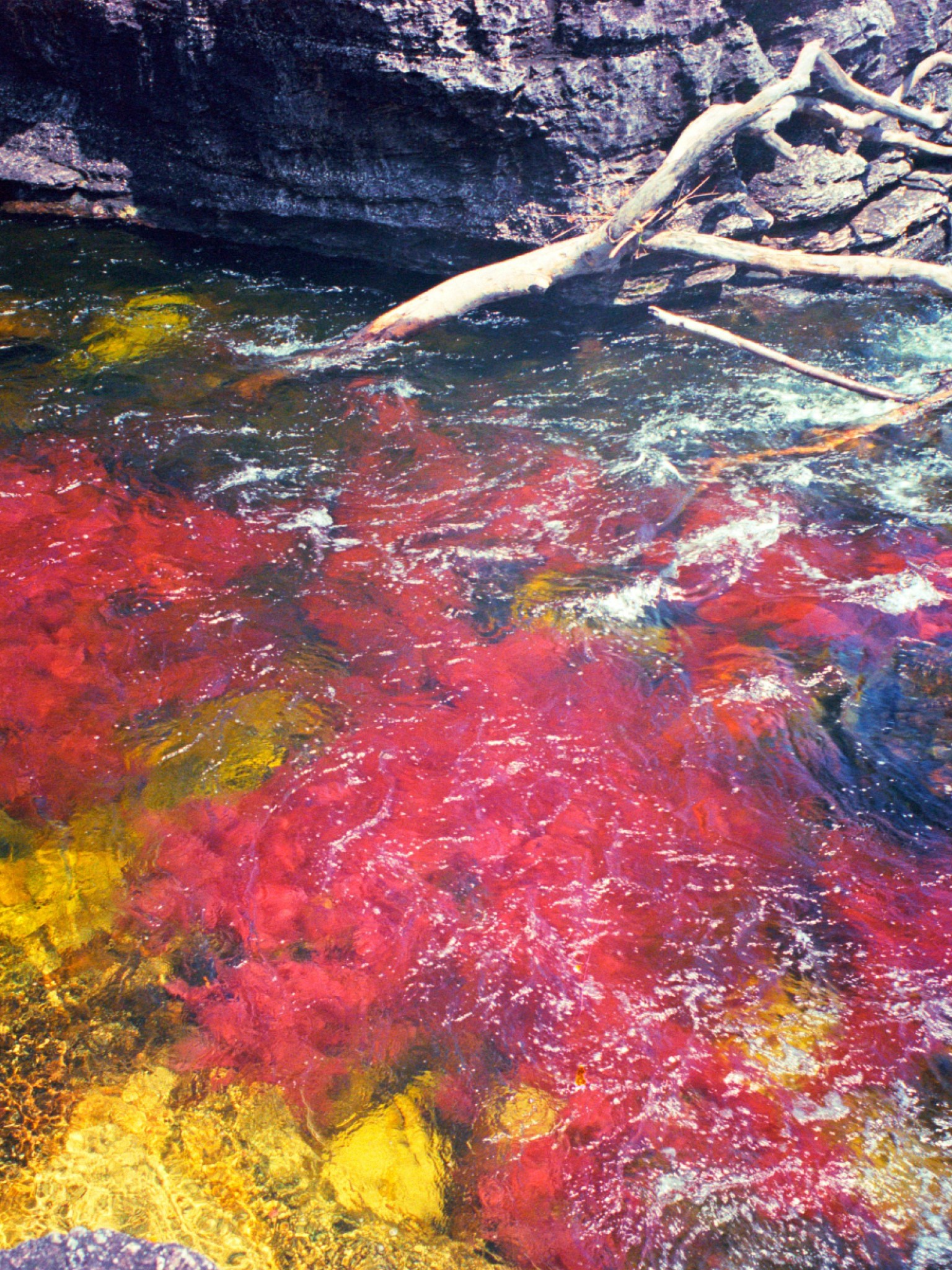 Caño Cristales