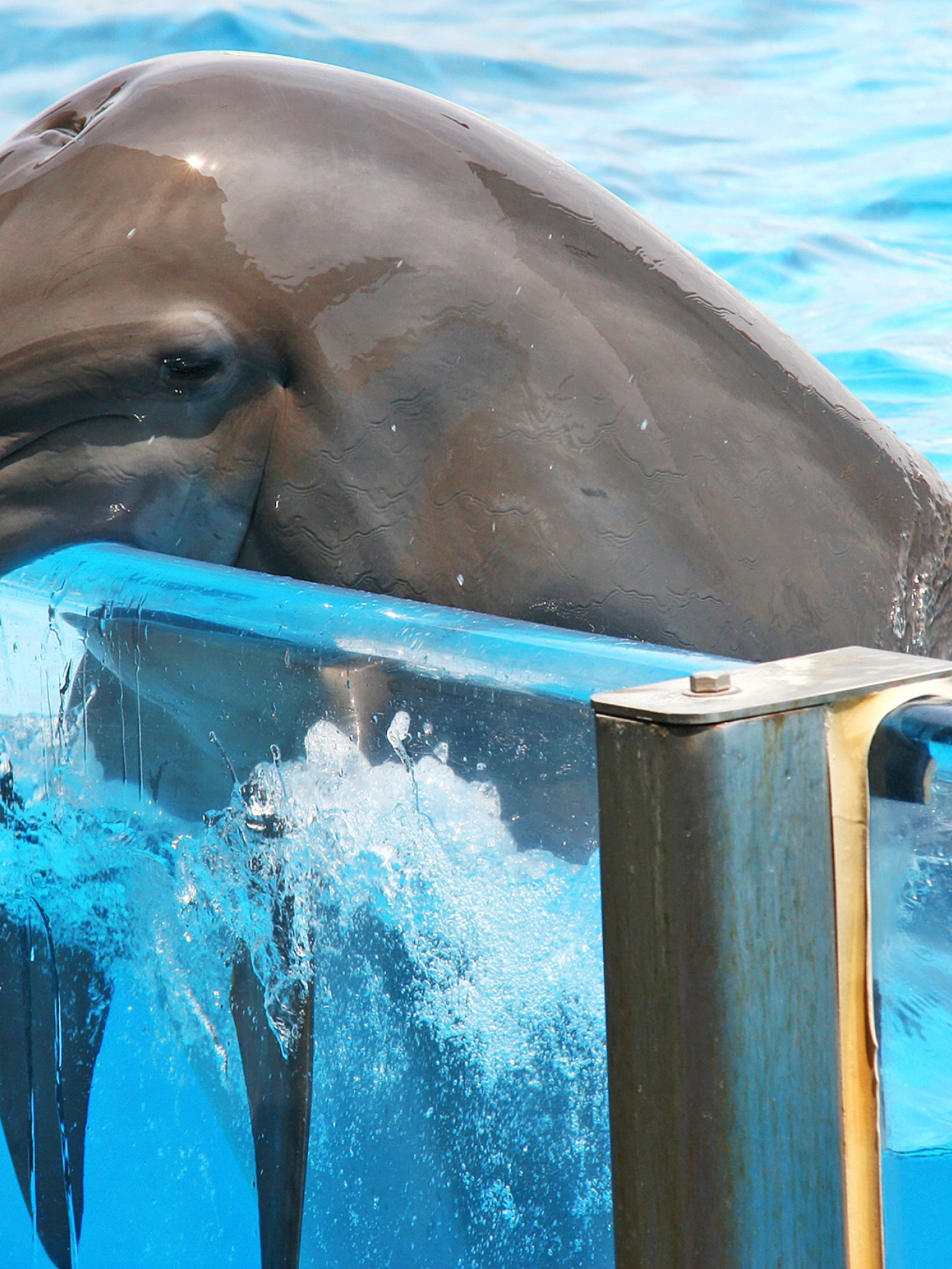 tapety delfiny (25).jpg