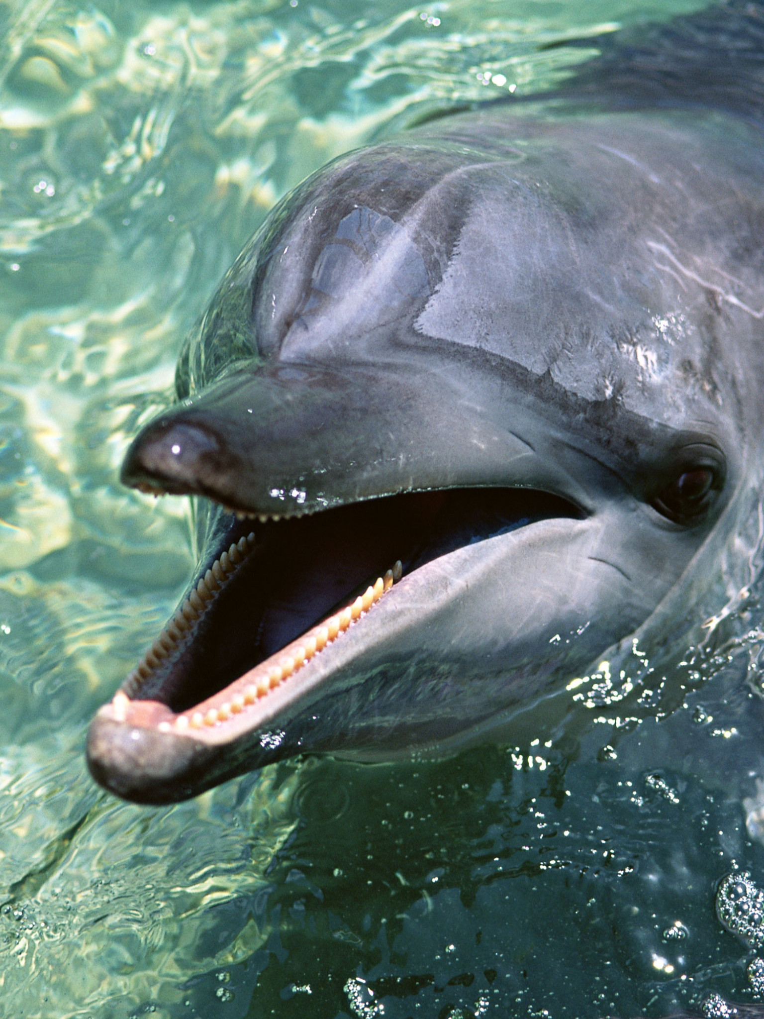 delfiny (1).jpg