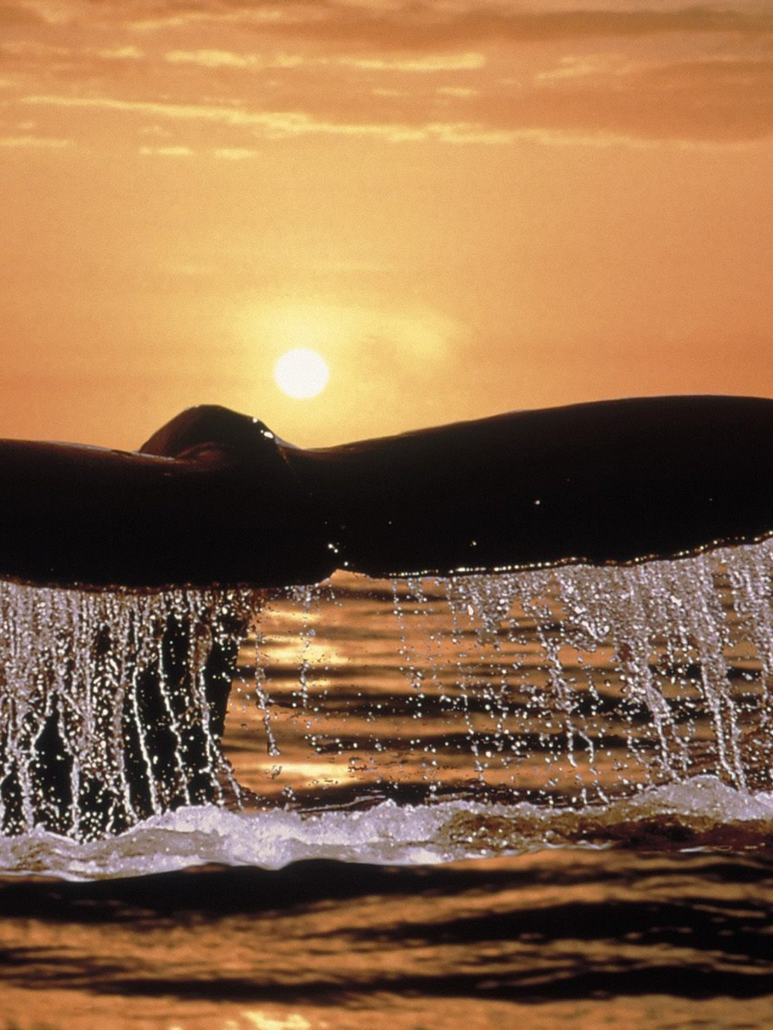 Humpback Whale Tail.jpg