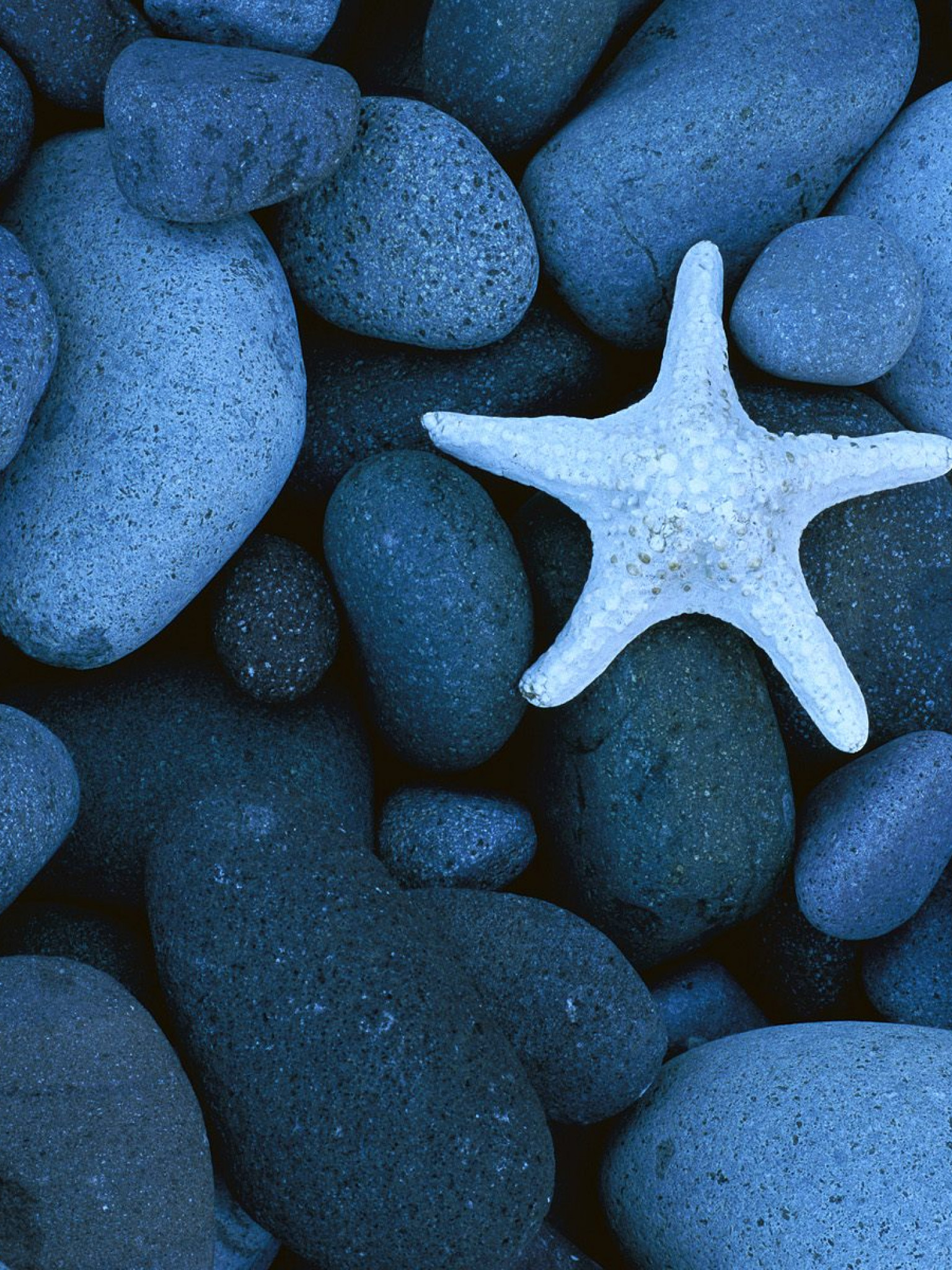 Sea Star on a Rocky Beach, Baja California, Mexico.jpg