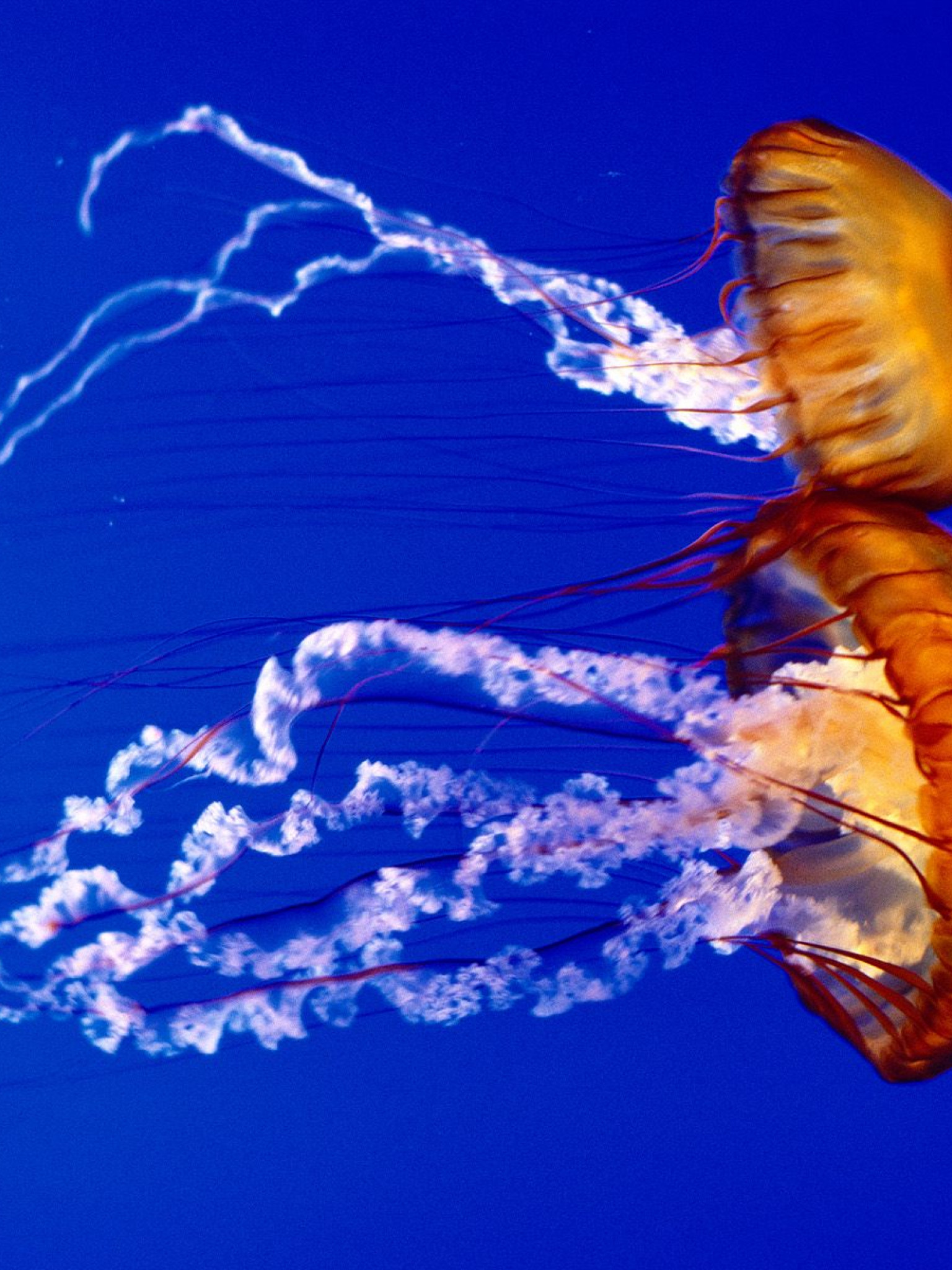 Sea Nettles.jpg