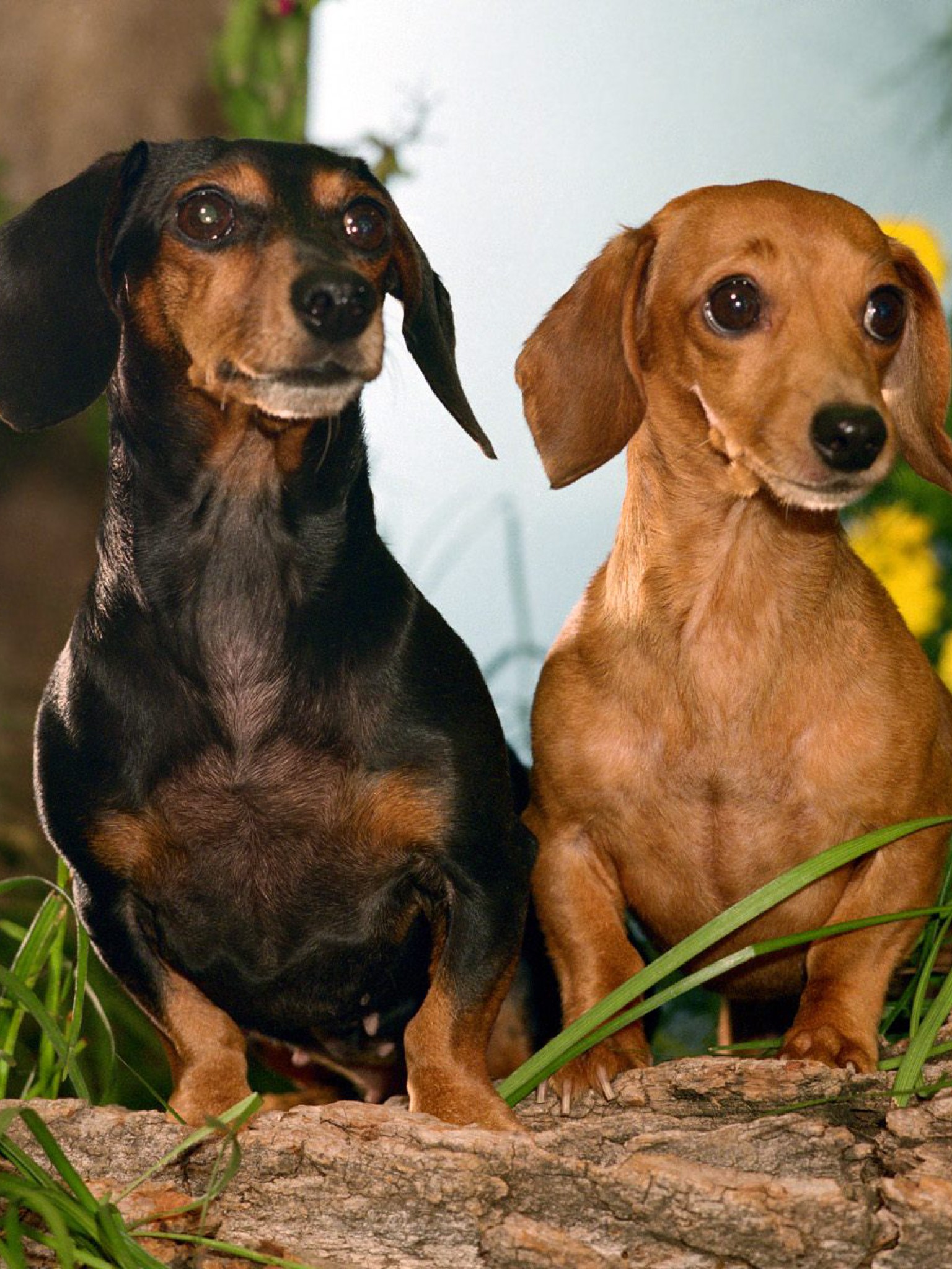 Winston and Maggie, Dachshunds.jpg
