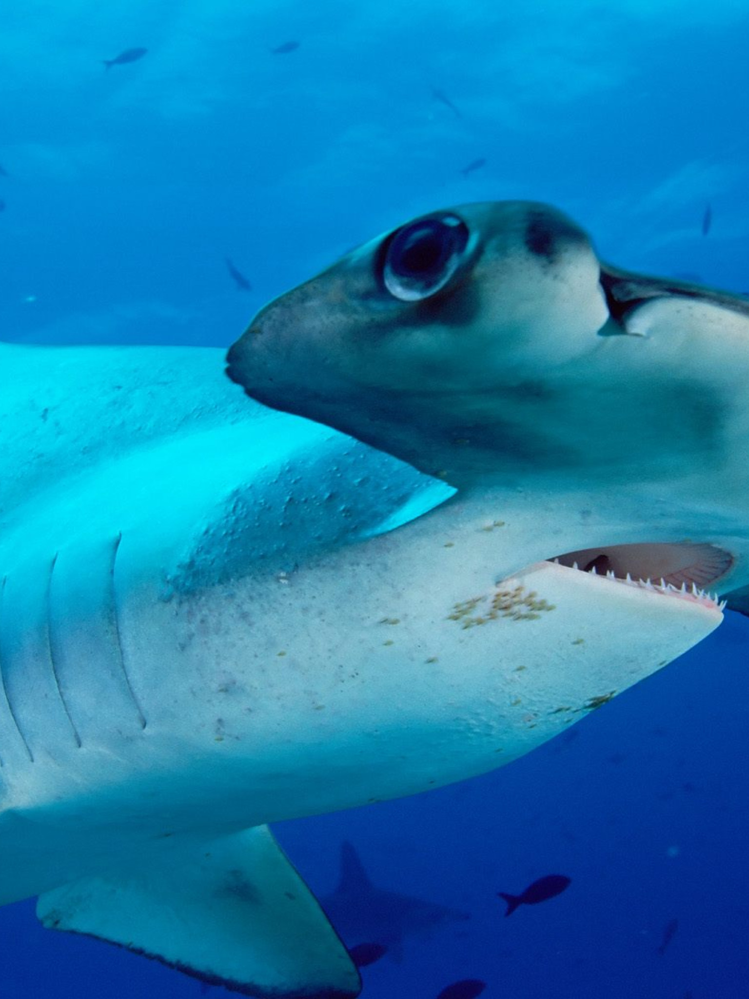 Scalloped Hammerhead.jpg