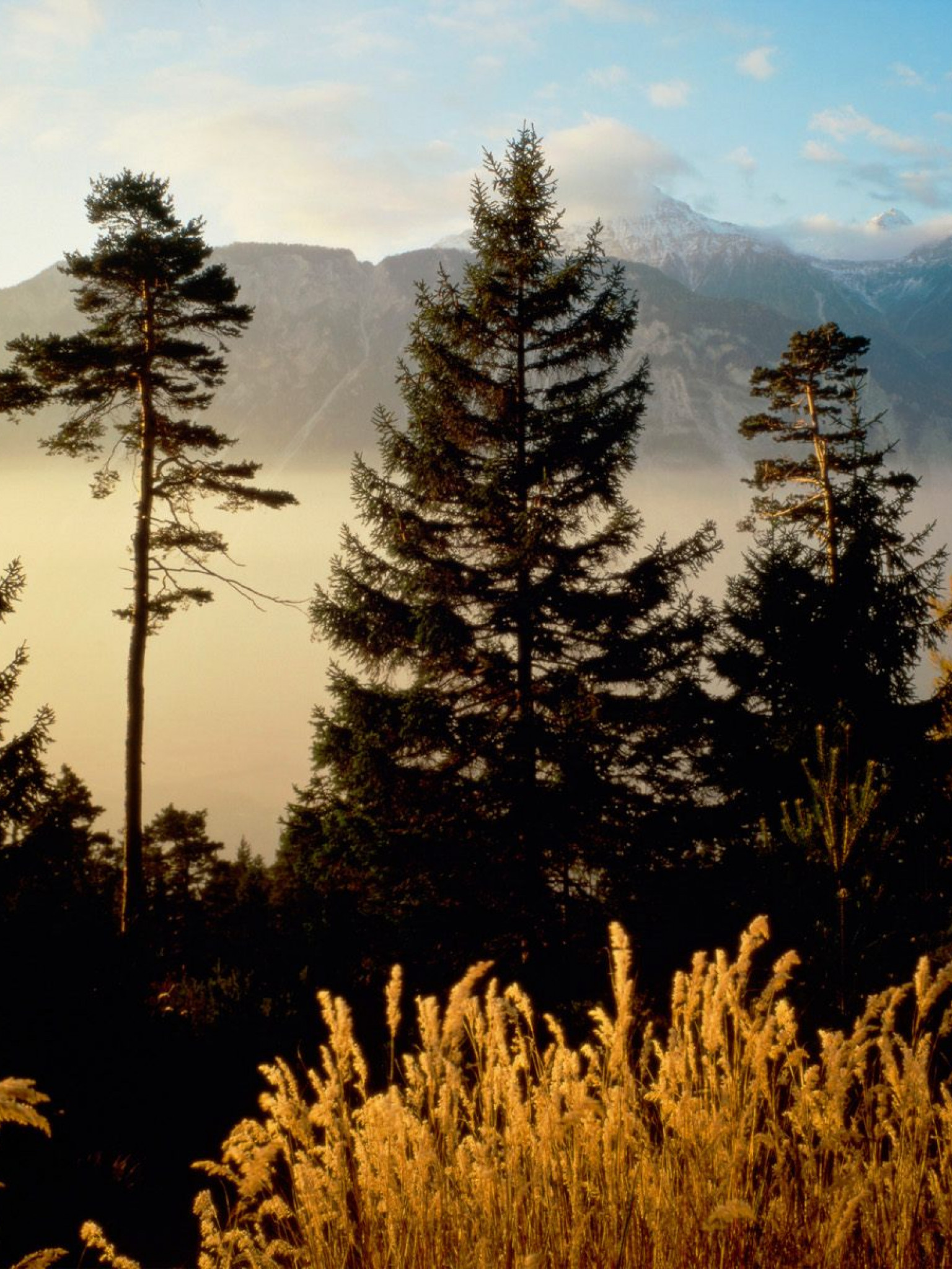 Twilight In The Woods, Valais, Switzerland.jpg