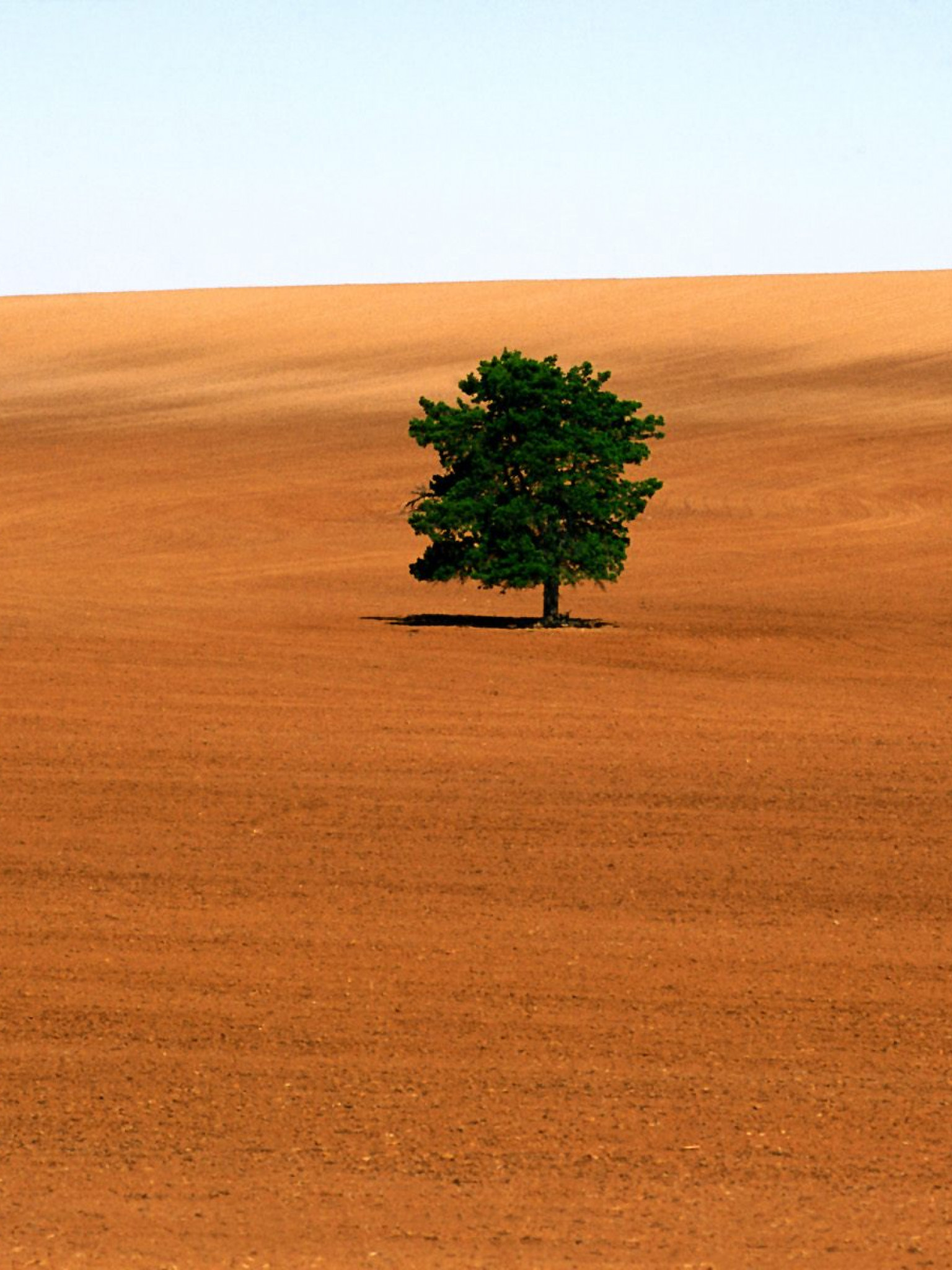 Lone Tree, Victoria.jpg