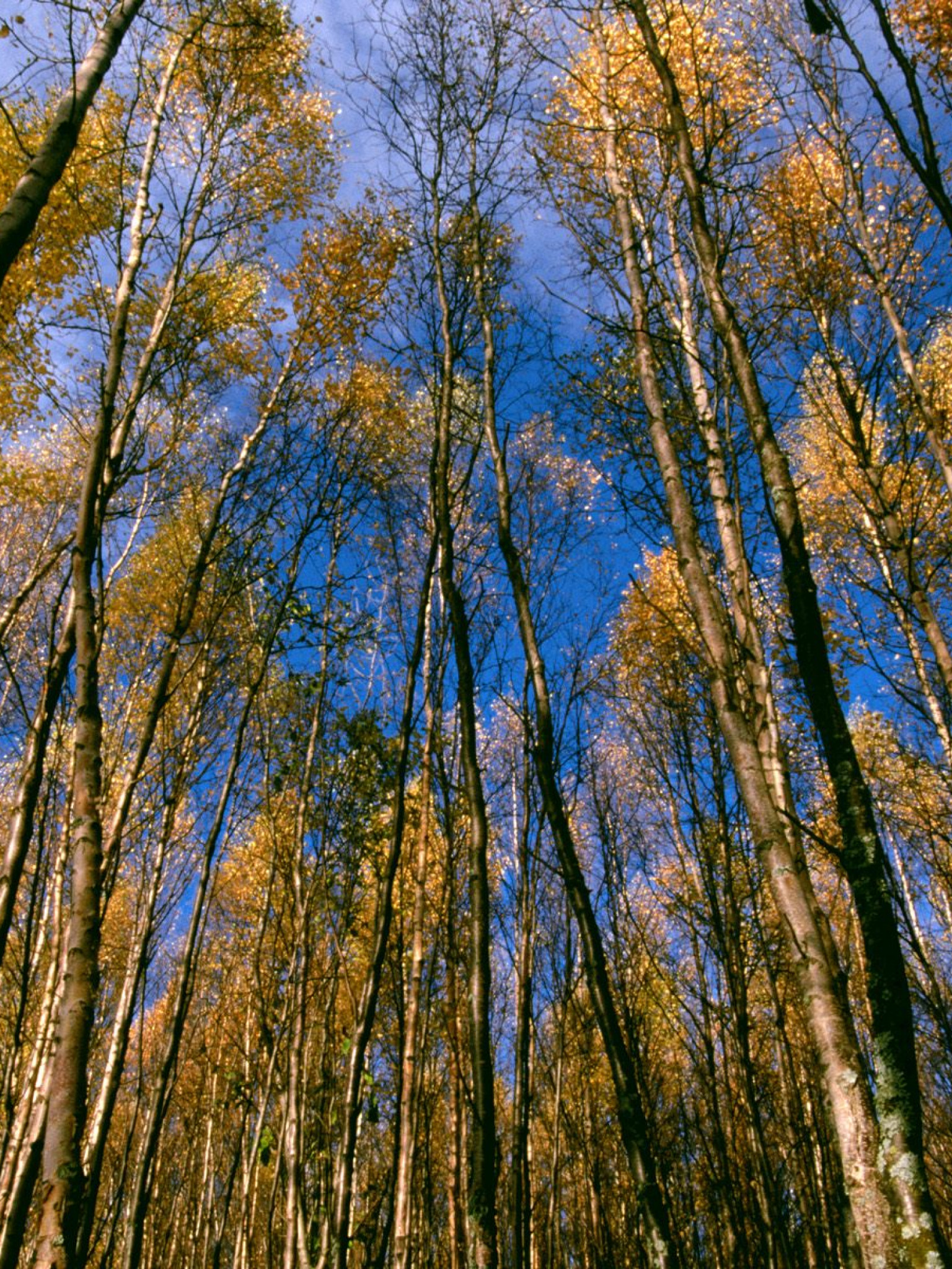 Autumn Aspens, Hidden Lake, Alaska.jpg