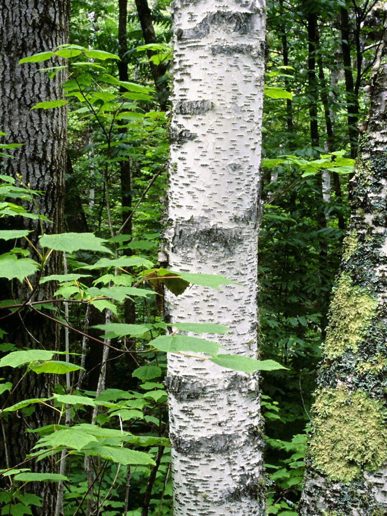 Aspen Trunks, North Woods, Quetico Provincial Park, Ontario, Canada.jpg