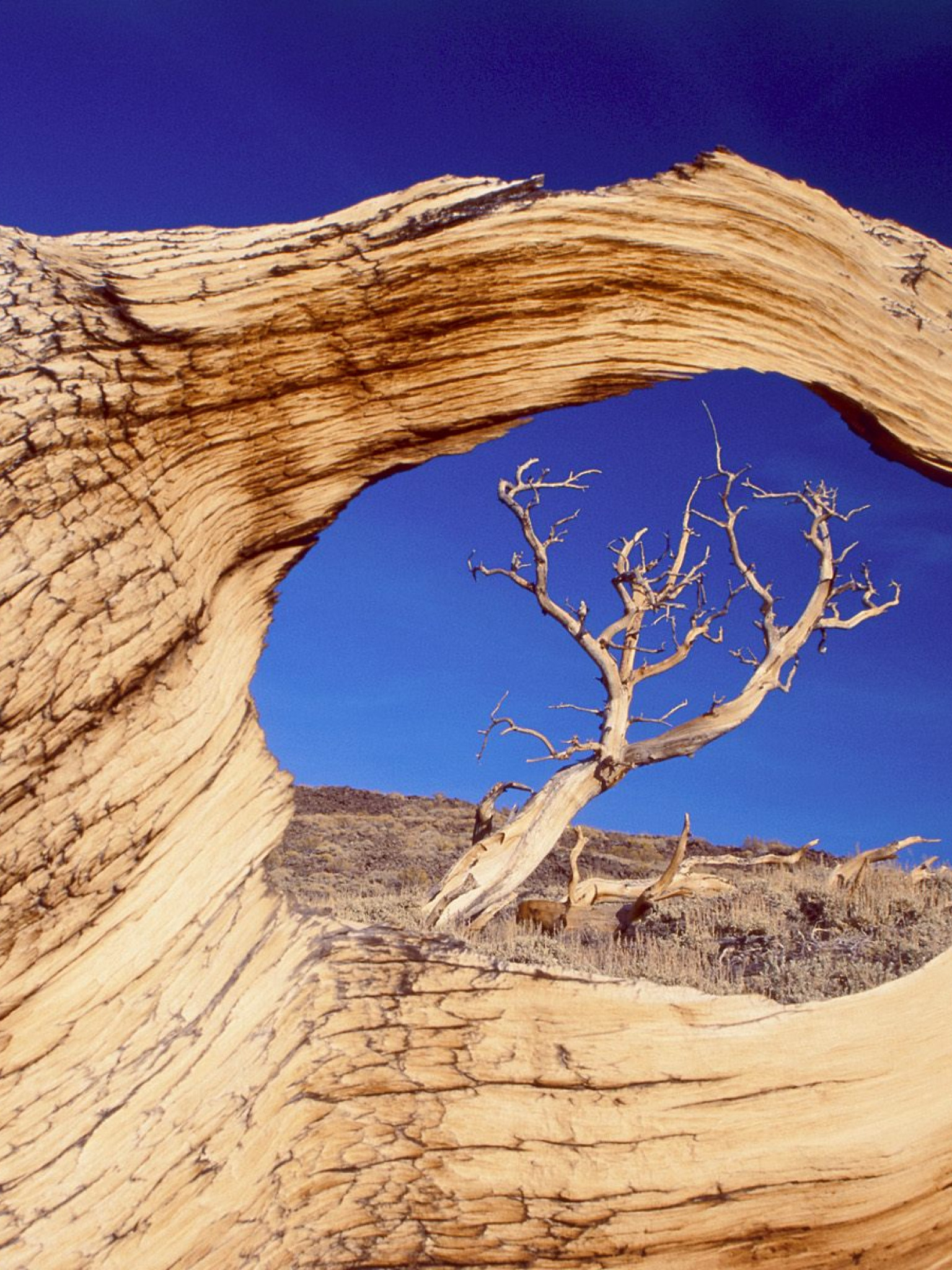 Bristlecone Pine, White Mountains, California.jpg