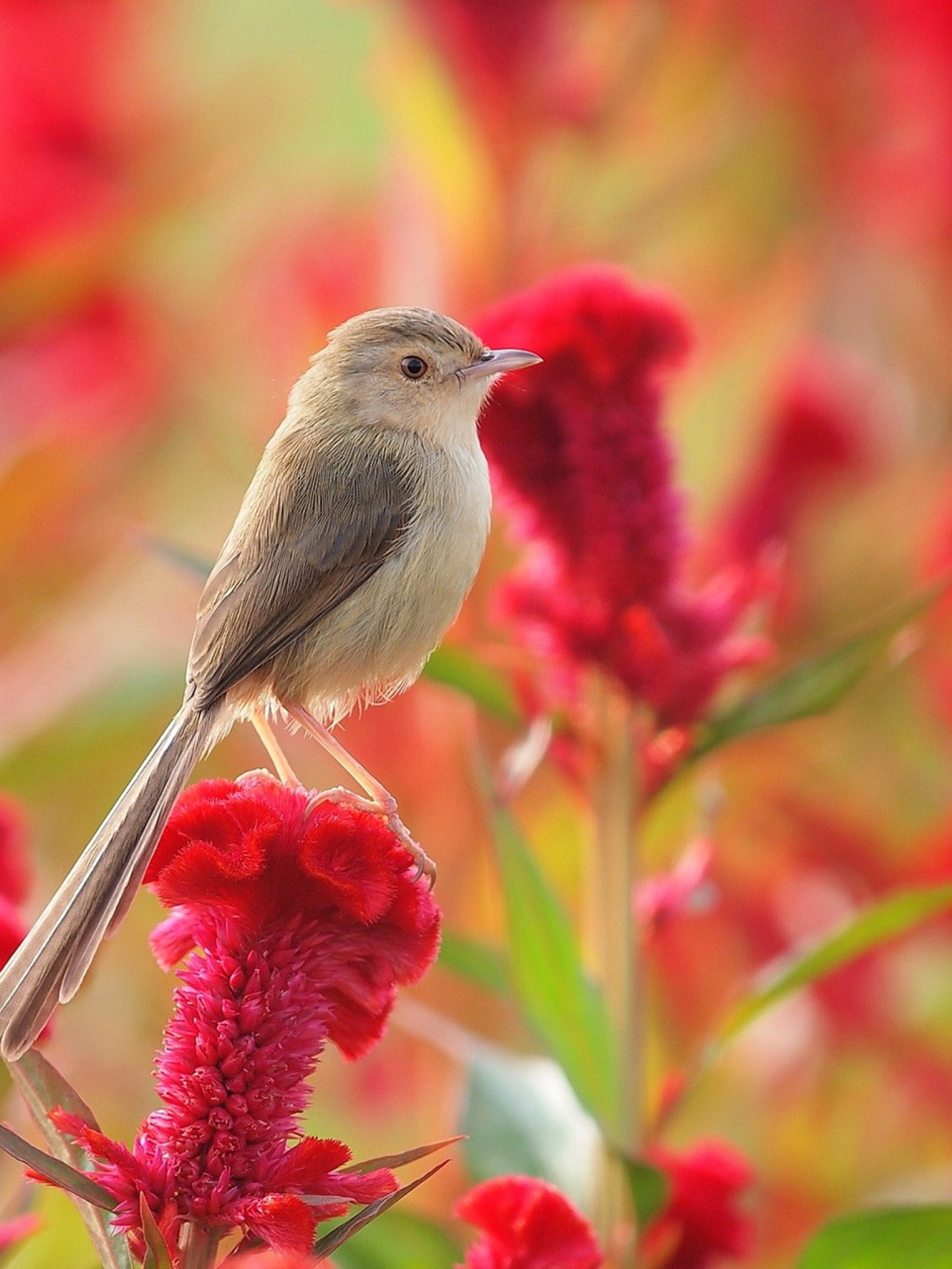 Ptaszek na  kwiatku