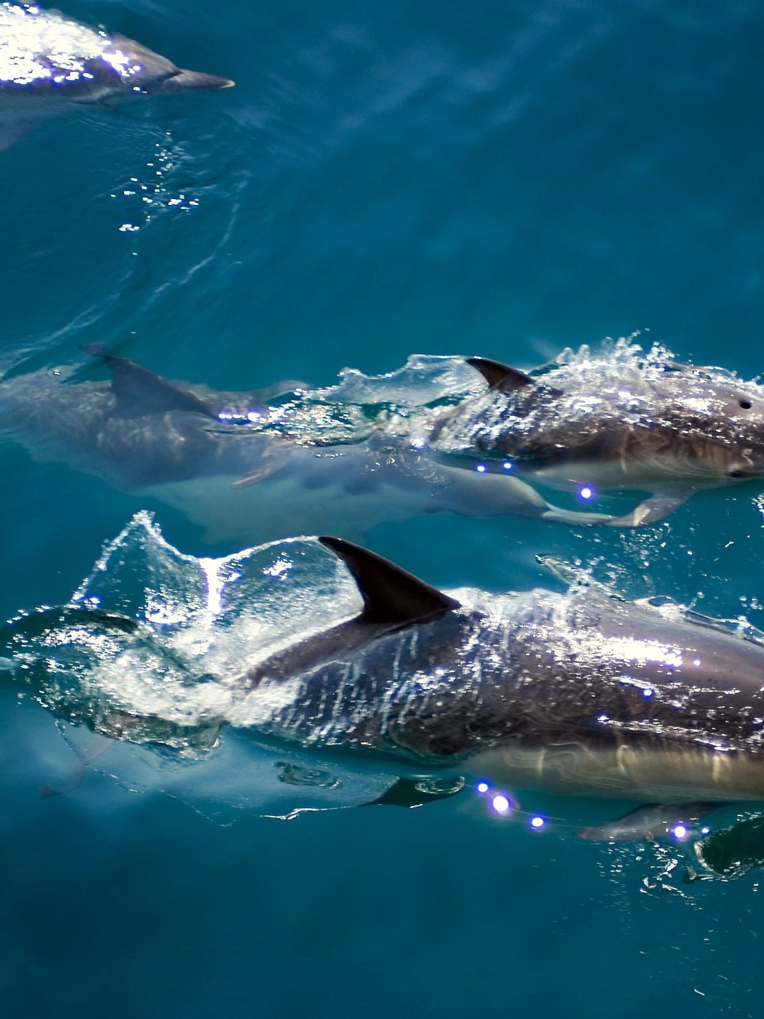 delfiny