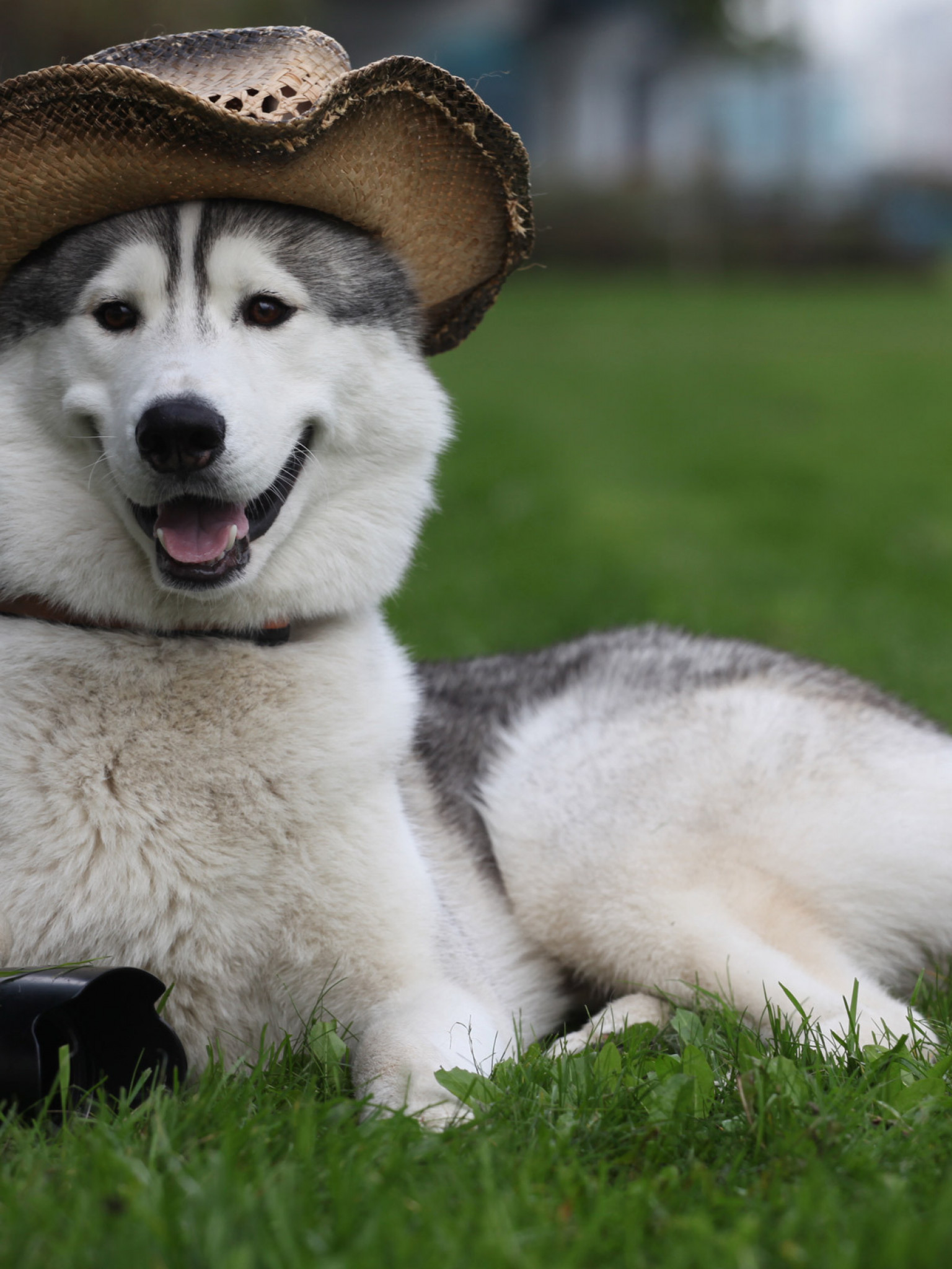 Pies w kapeluszu