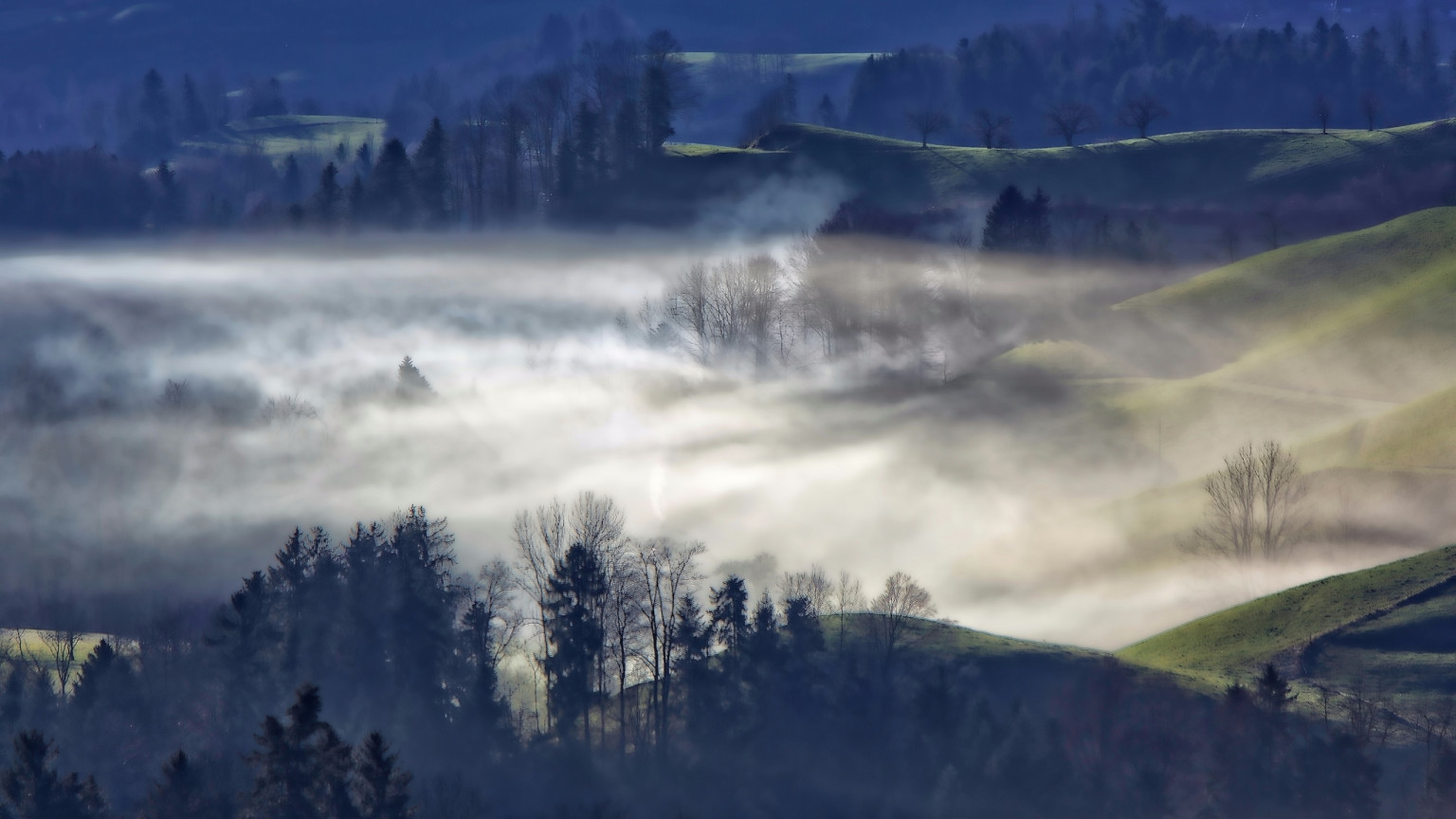 Mgła nad doliną w lesie