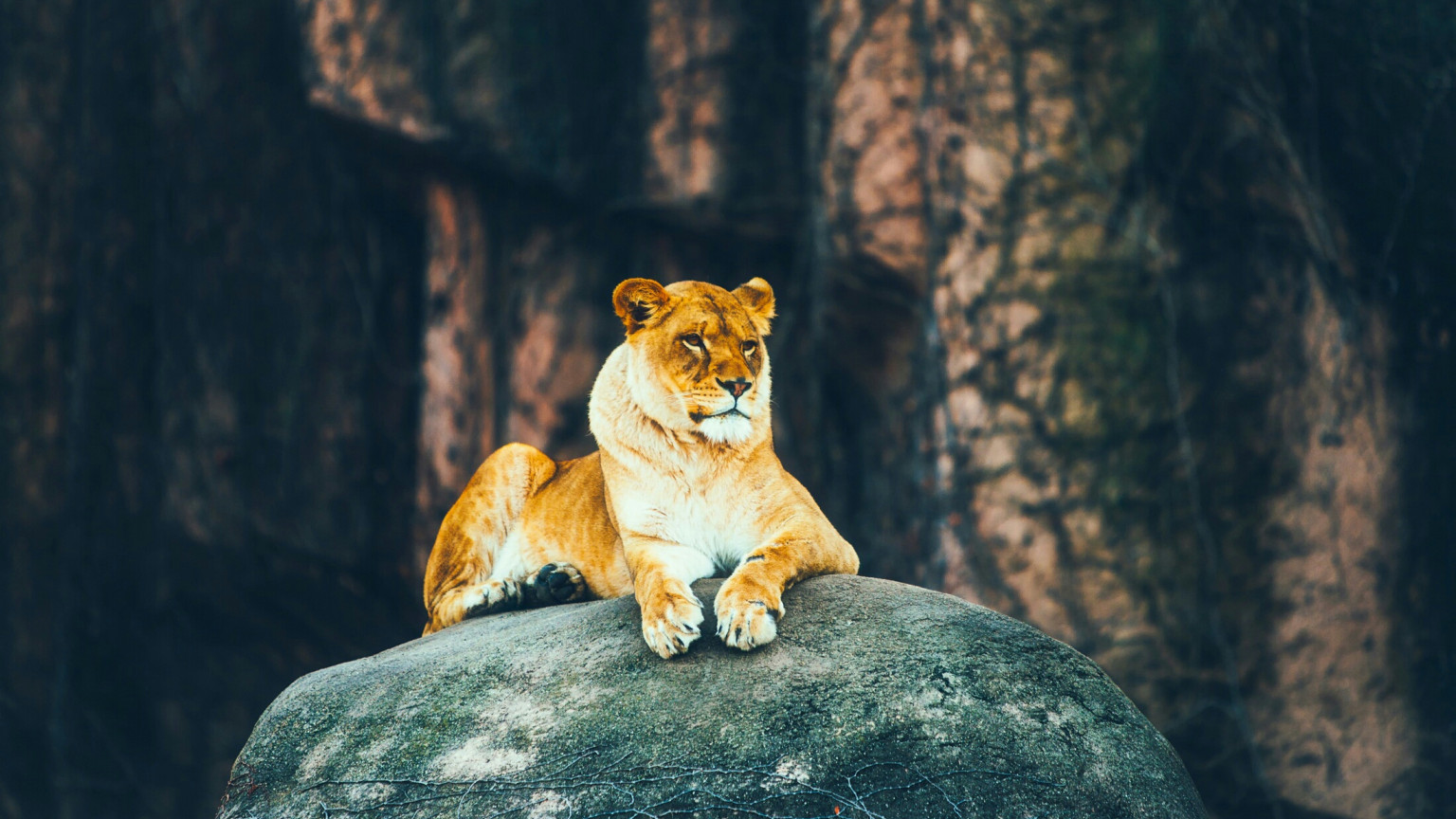 Lwica na kamieniu