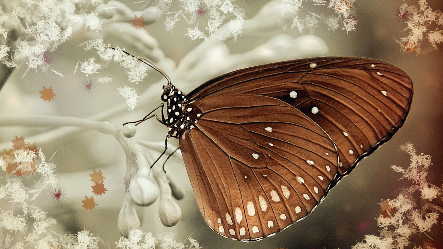 Brązowy motyl na białych kwiatkach