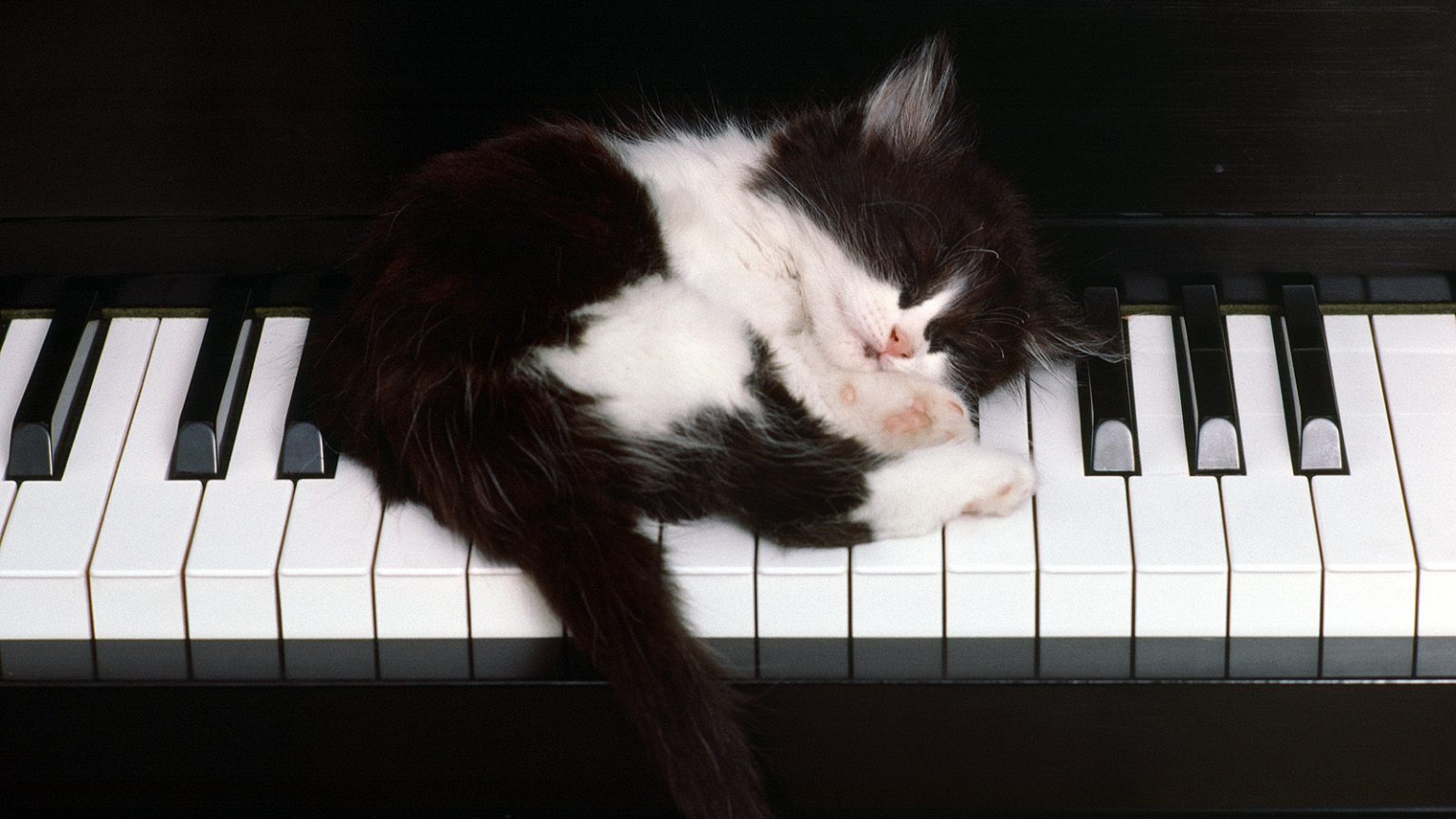 kociaczek ktory spi na pianinie