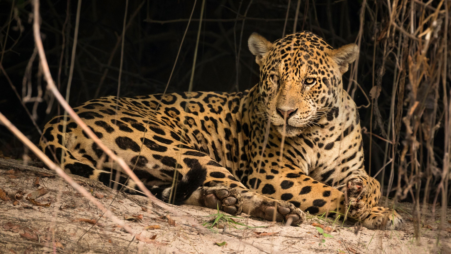 Jaguar