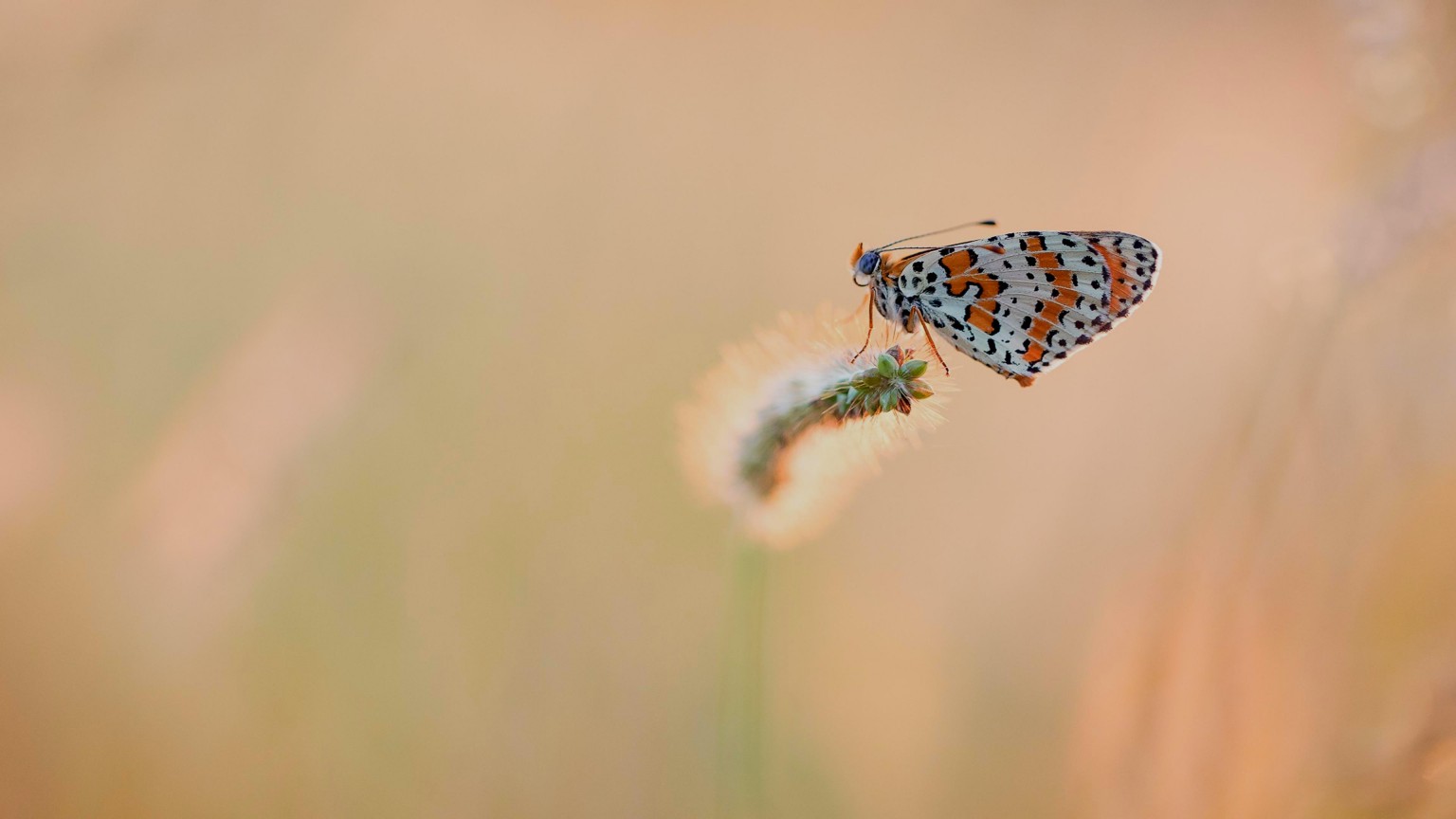 Motyl (1)