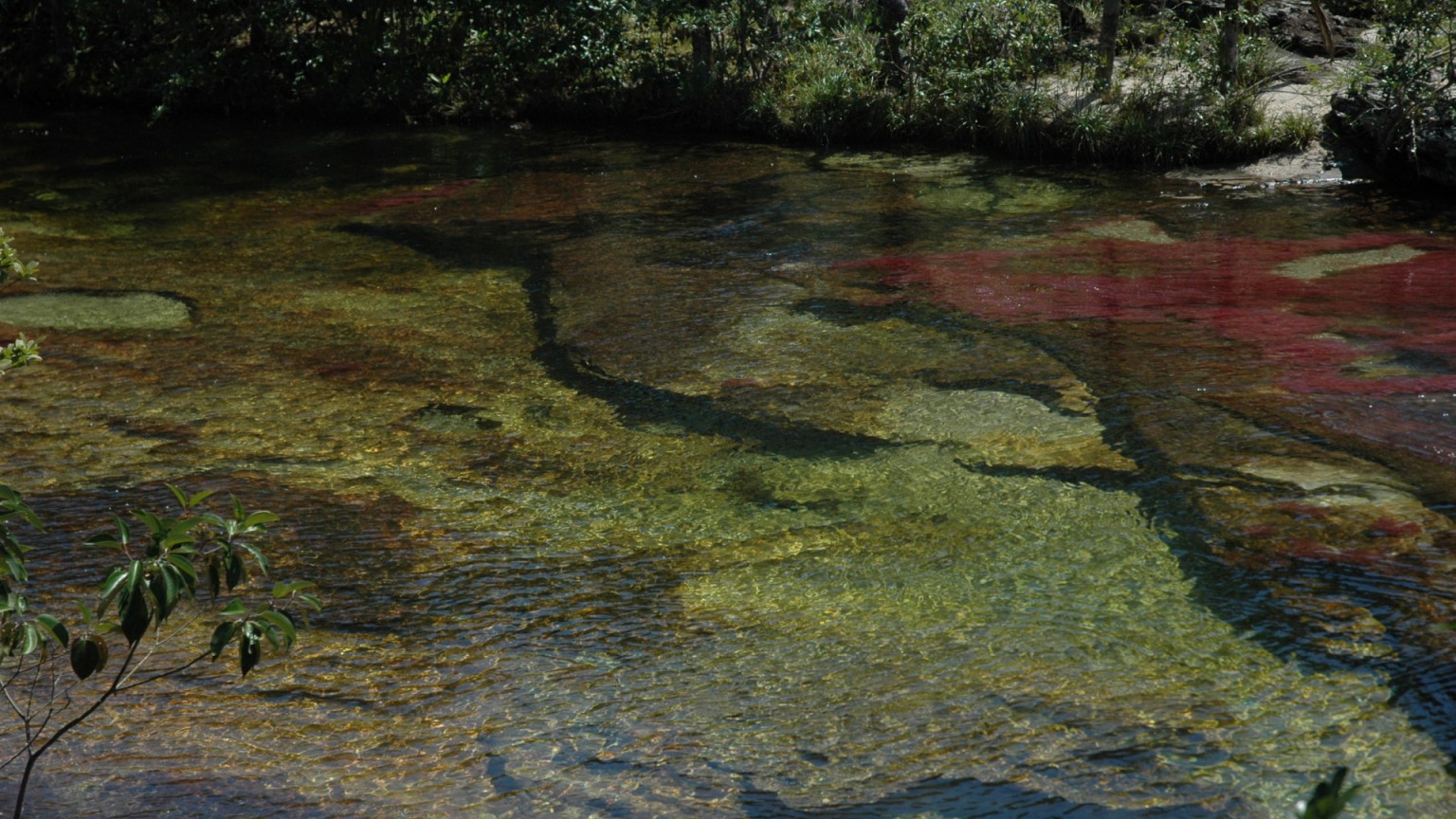 Caño Cristales