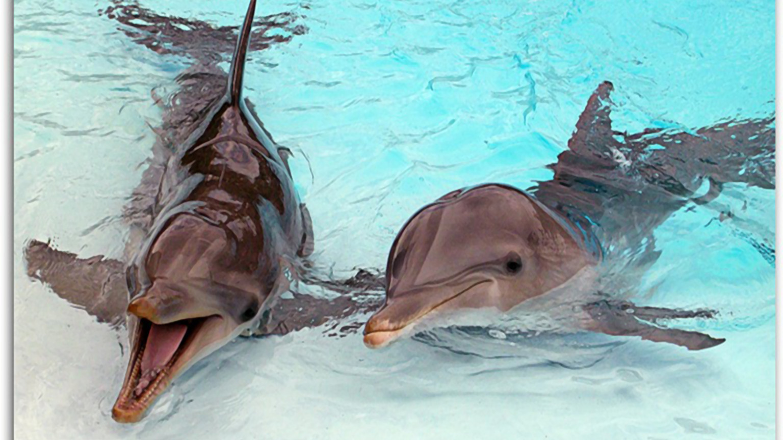 tapety delfiny (26).jpg
