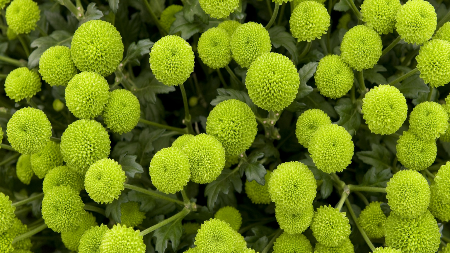 makro-foto-zielone-rosliny (10).jpg