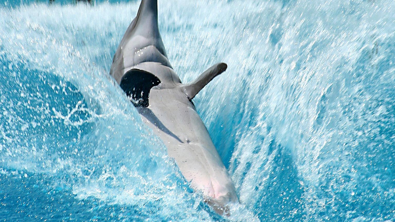 tapety delfiny (23).jpg