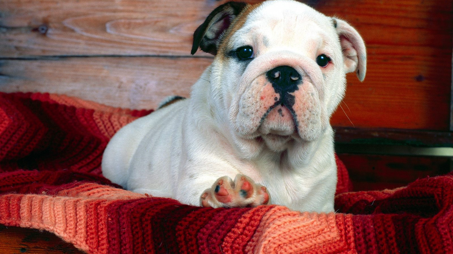 A Comfy Drawer, Bulldog Puppy.jpg