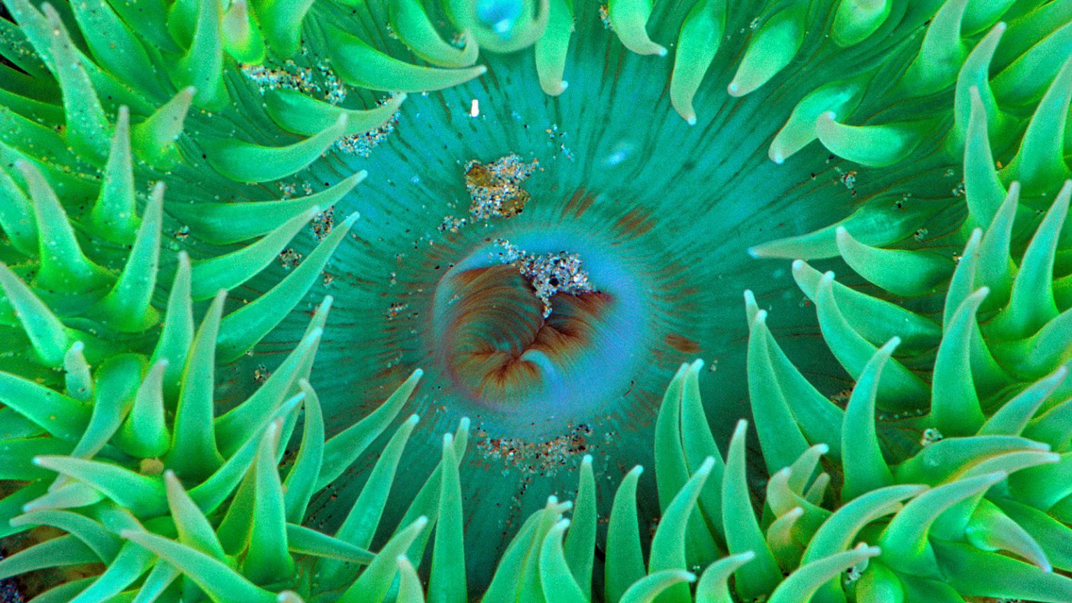 Sea Anemone.jpg