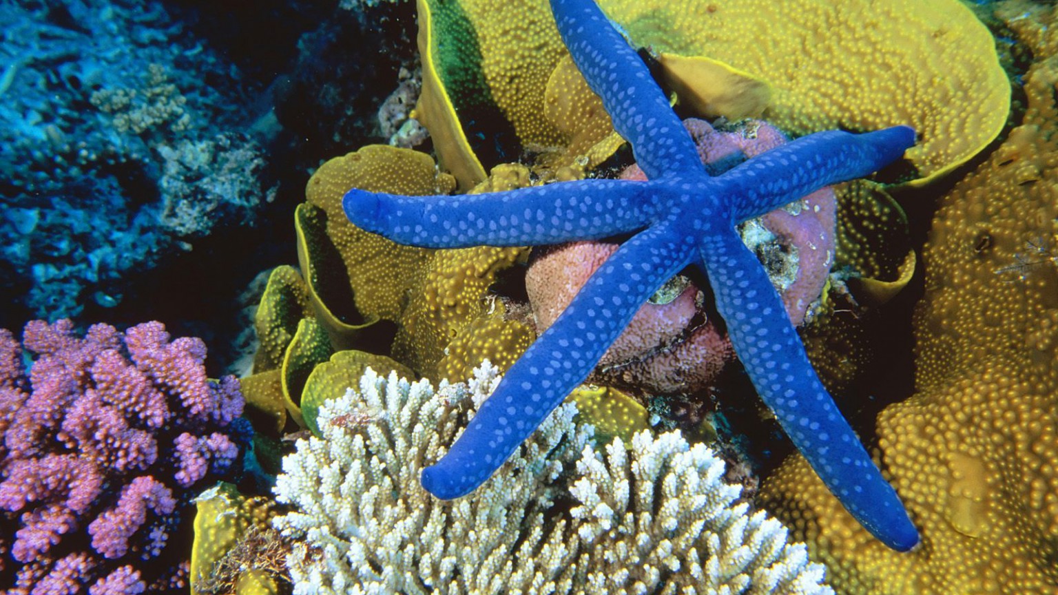 Blue Linckia Sea Star, Great Barrier Reef, Australia.jpg