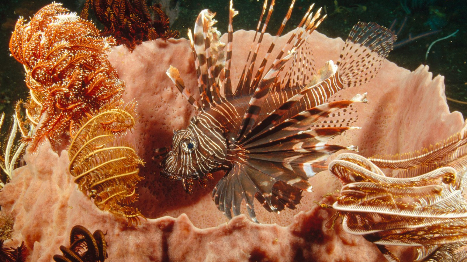 Lionfish Lurking Among Feather Star Crinoids.jpg