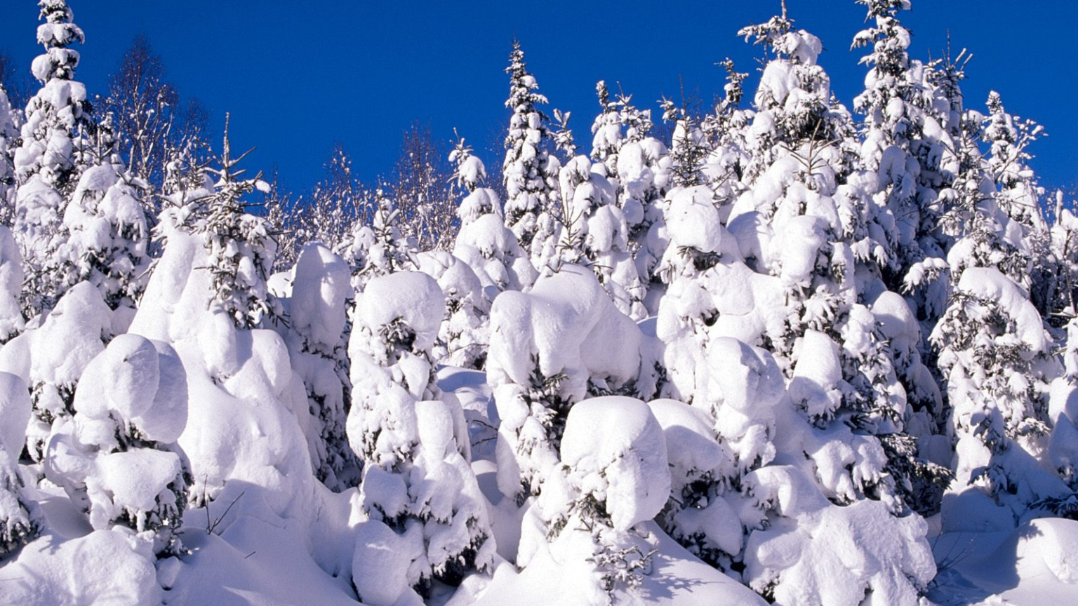 Spruce Trees Covered in Snow, Canada.jpg