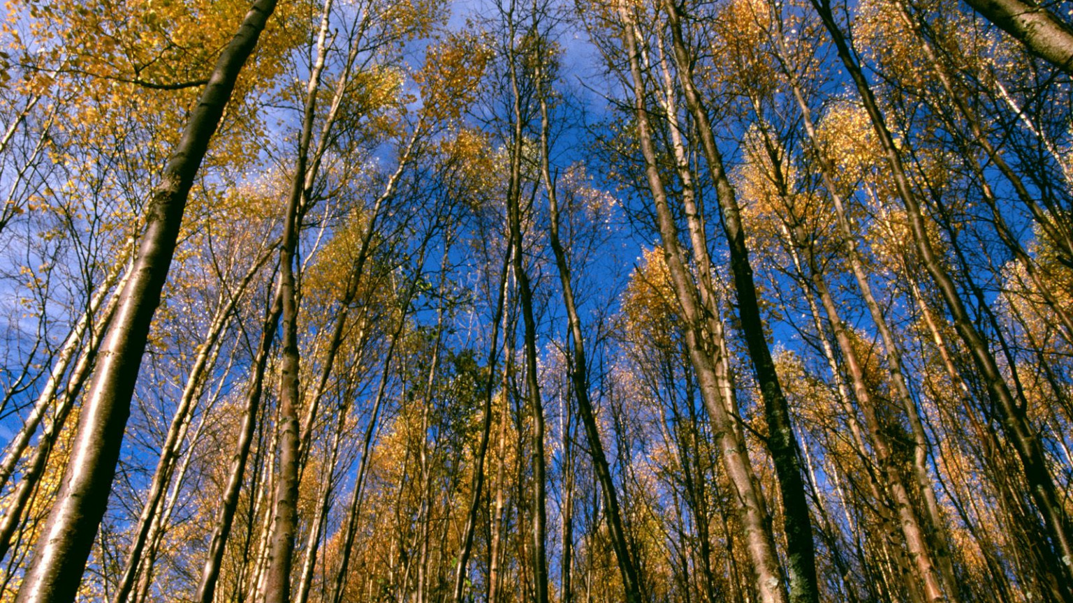 Autumn Aspens, Hidden Lake, Alaska.jpg