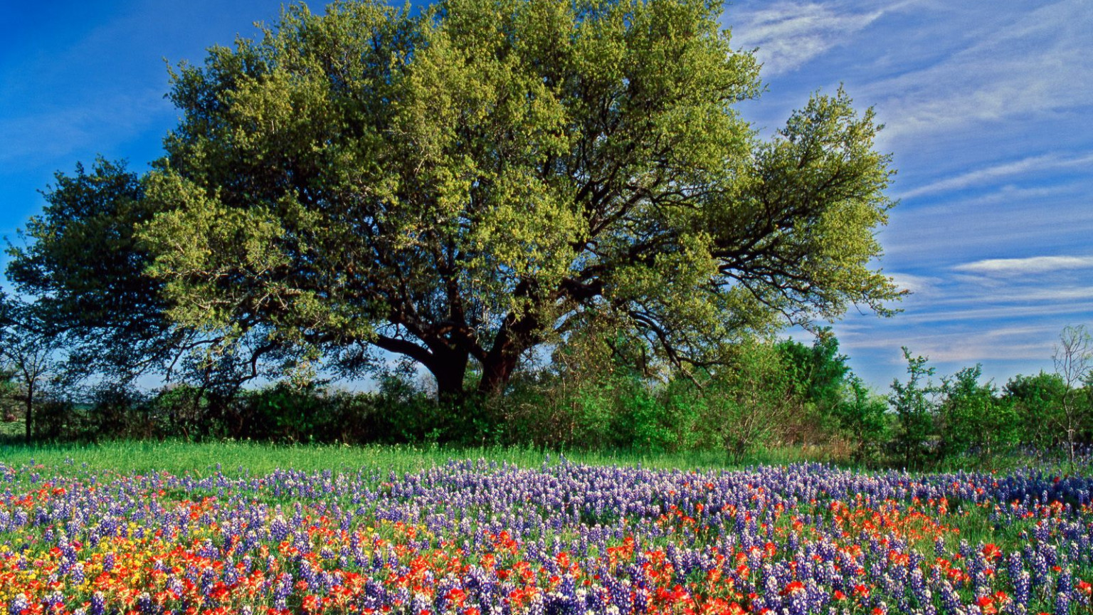 Live Oak among Texas Paintbrush, and Bluebonnets, Texas.jpg