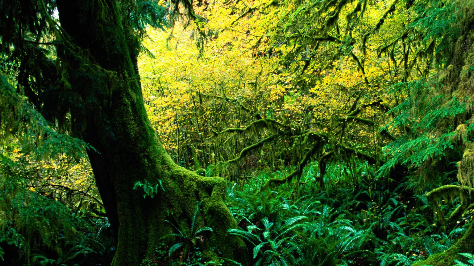 Hoh Rainforest, Olympic National Park, Washington.jpg