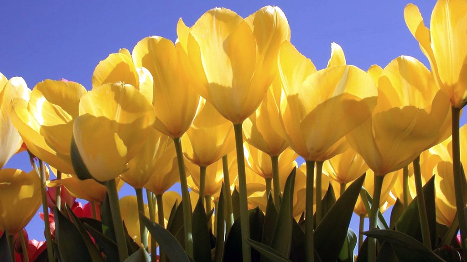 Tulipany (67).jpg