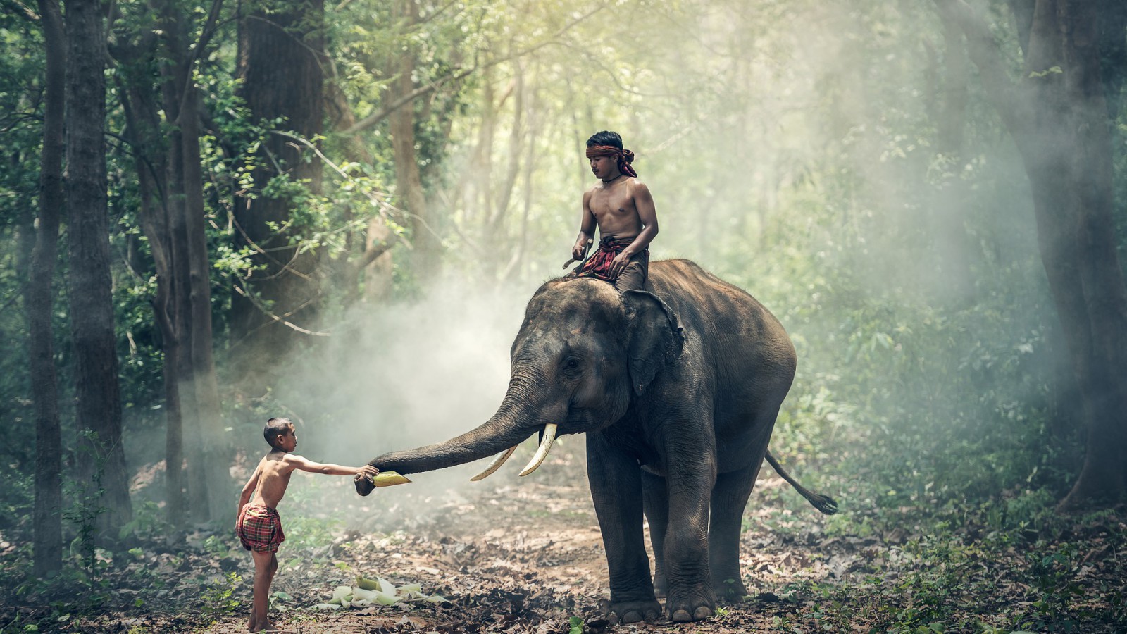 Podróż na słoniu przez las