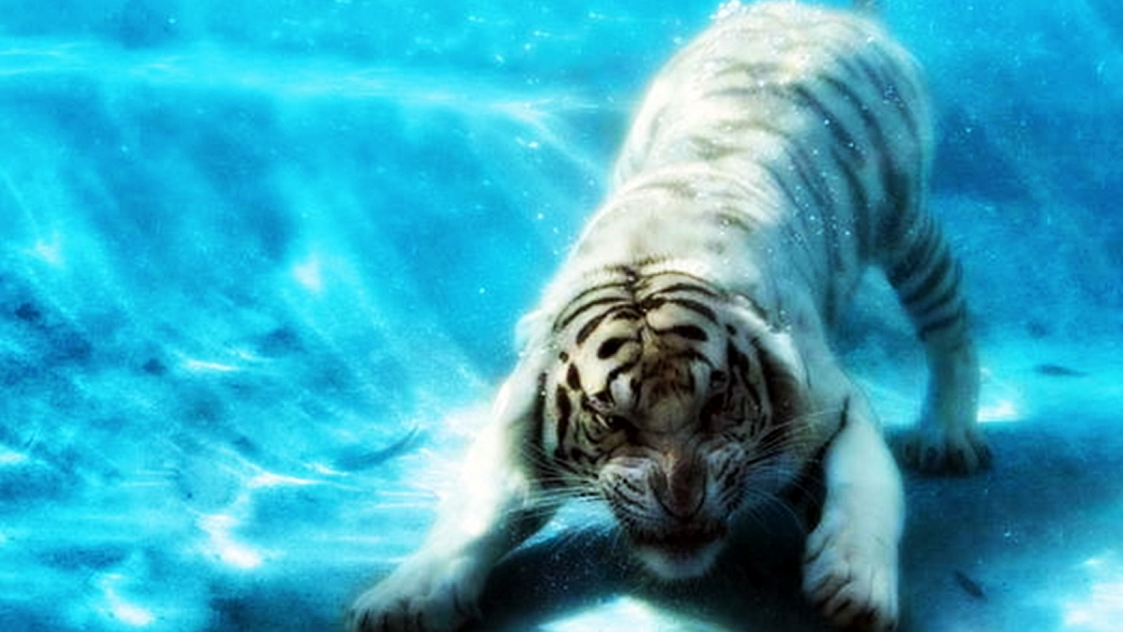 tygrys w morzu