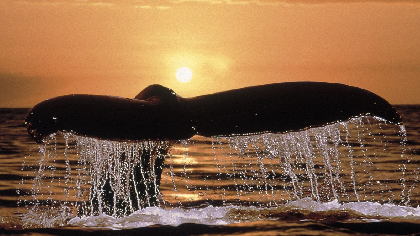 Humpback Whale Tail.jpg
