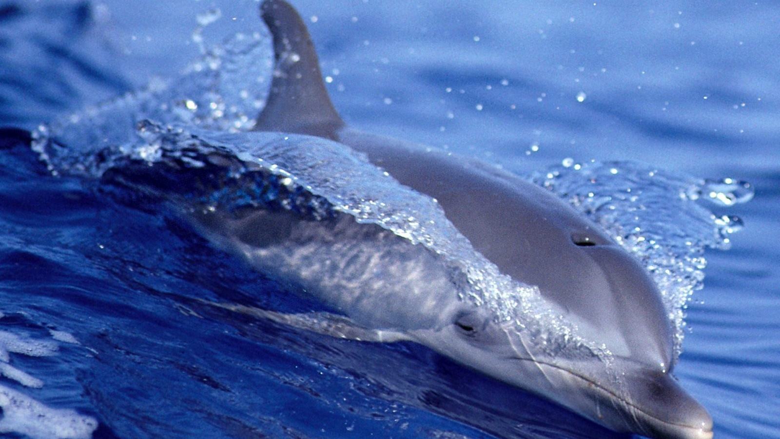 tapety delfiny (39).jpg
