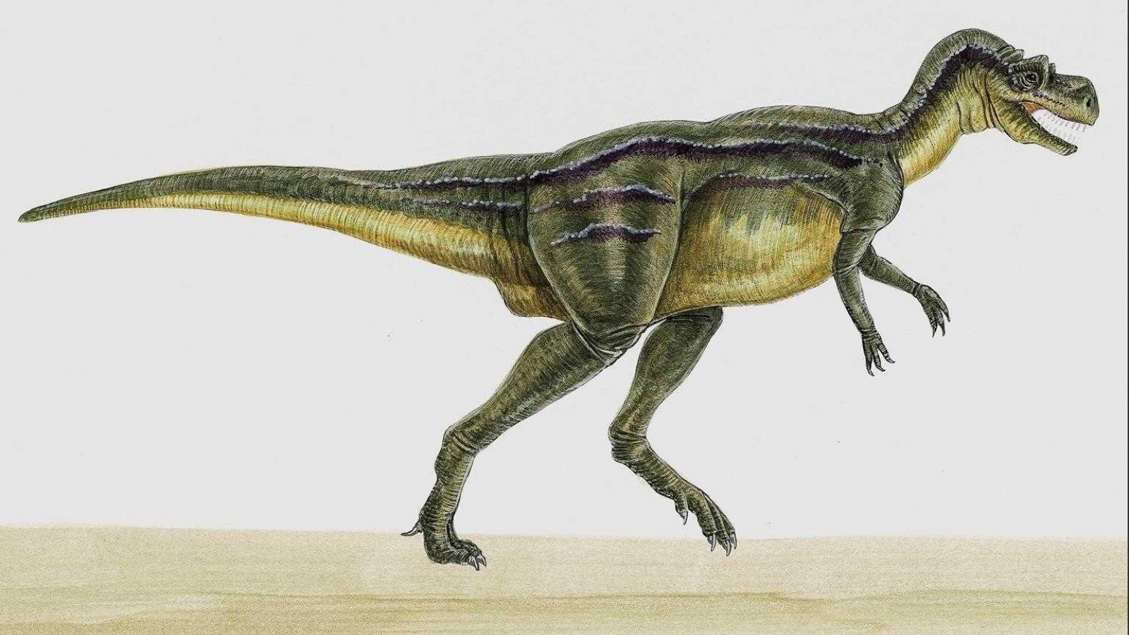 dinozaury (32).jpg