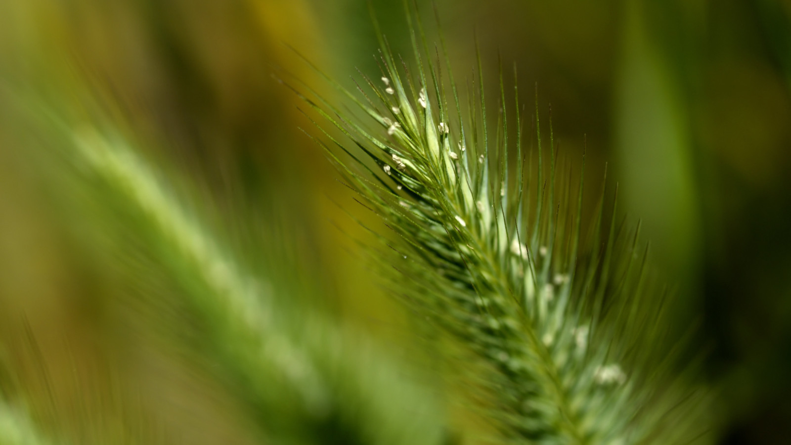 makro-foto-zielone-rosliny (166).jpg